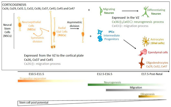 Biomolecules Free Full Text Brain Disorders And Chemical Pollutants A Gap Junction Link Html