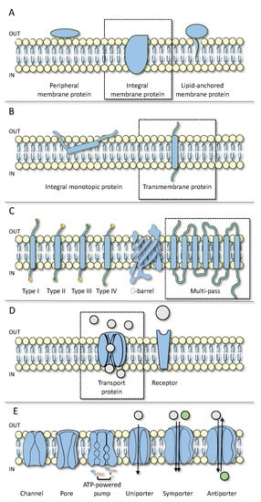 transmembrane proteins in cell membrane