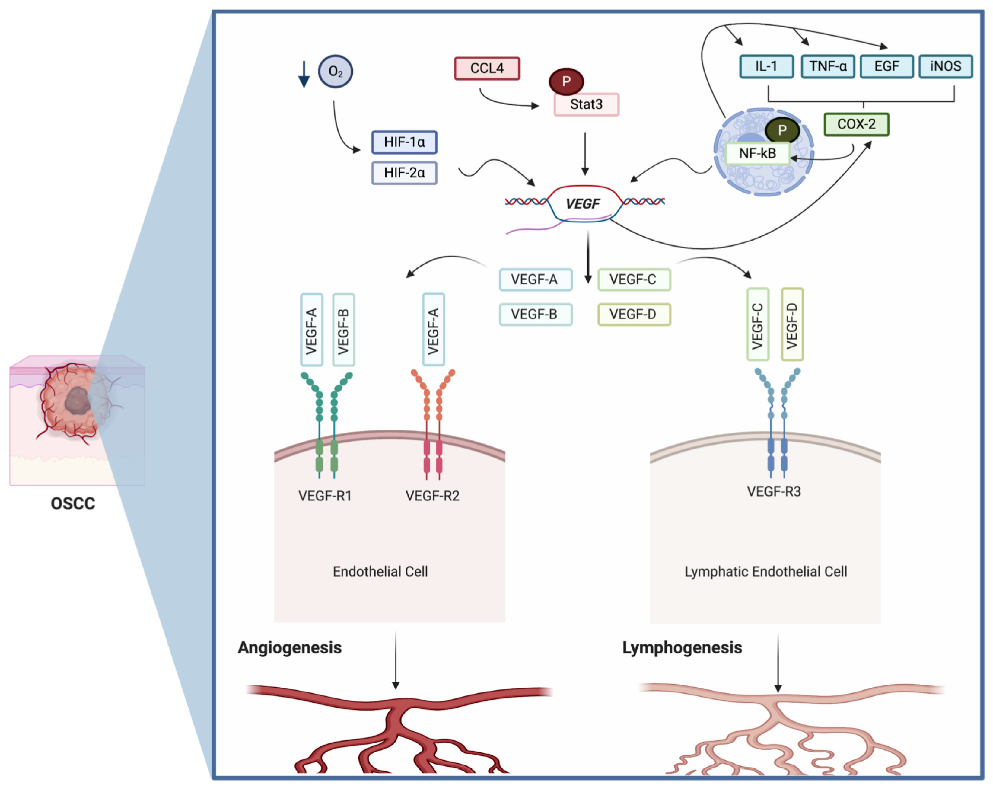 Biomolecules | Free Full-Text | Vascular Endothelial Growth Factor: A ...