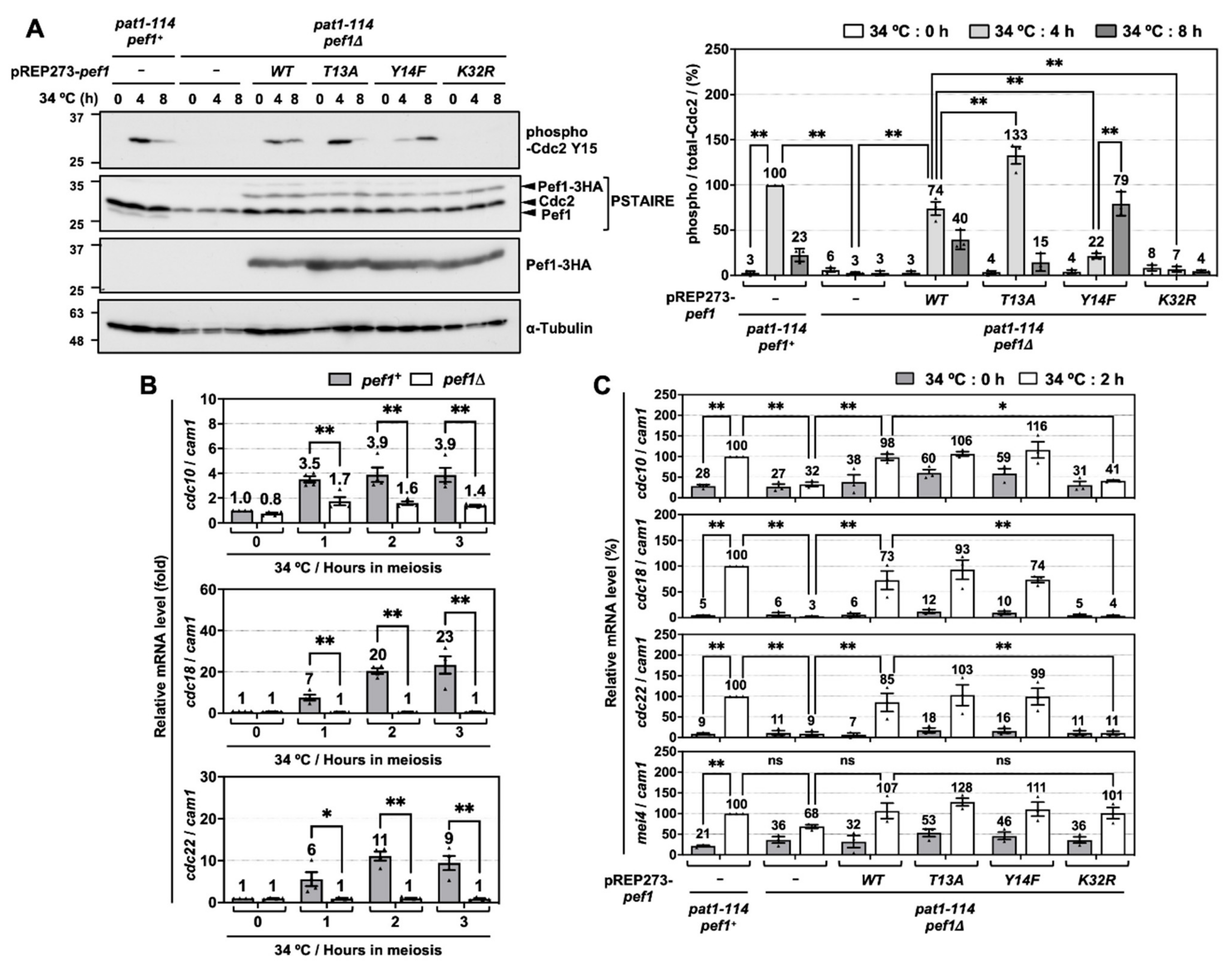 Biomolecules 11 00089 g002 Biomolecules 11 00089 g002
