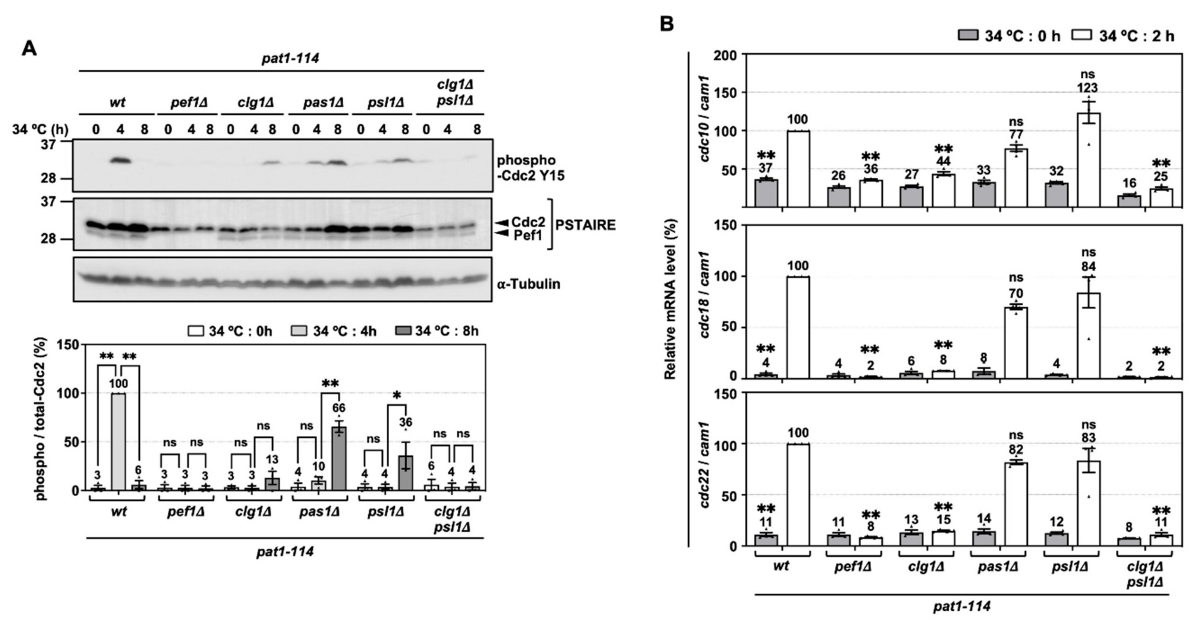 Biomolecules 11 00089 g005 Biomolecules 11 00089 g005