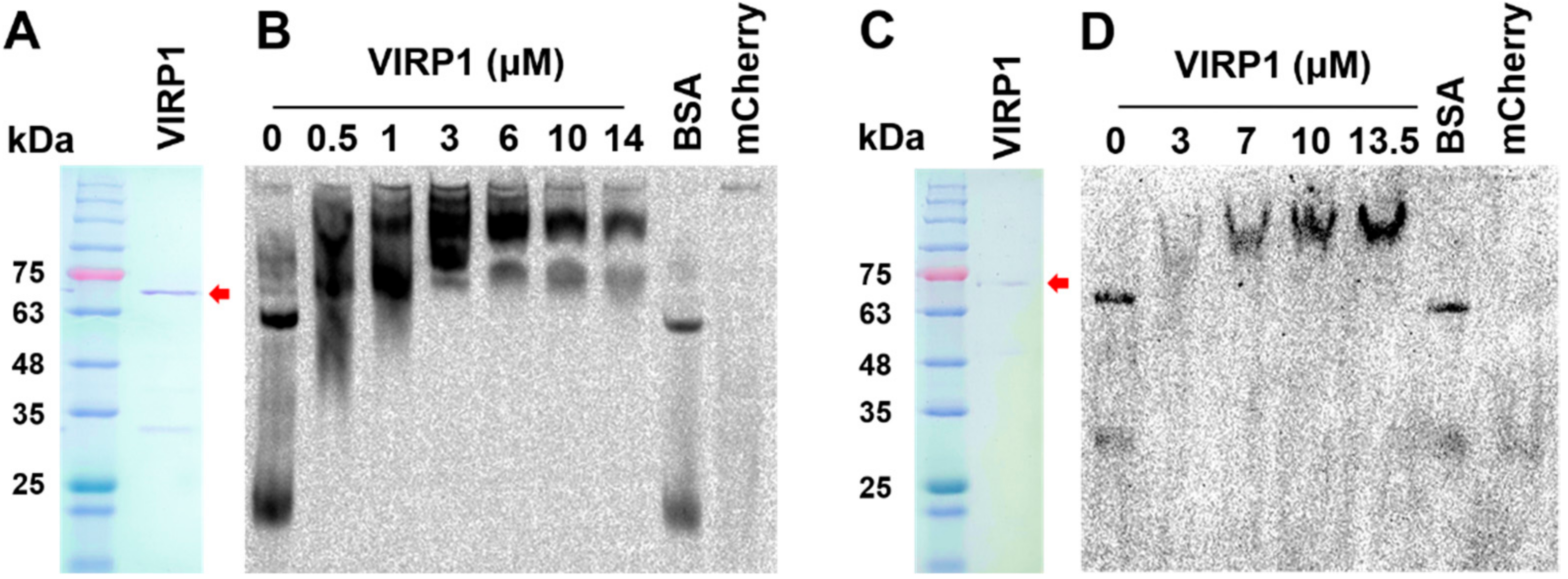 Biomolecules 11 00095 g002 Biomolecules 11 00095 g002