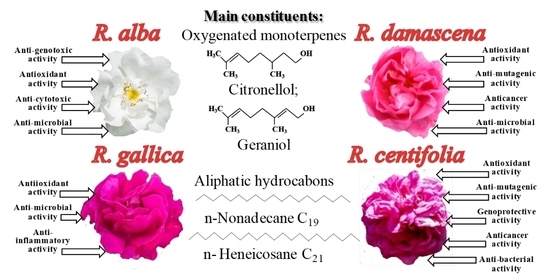 Biomolecules | Free Full-Text | Rose Flowers—A Delicate Perfume or a  Natural Healer? | HTML