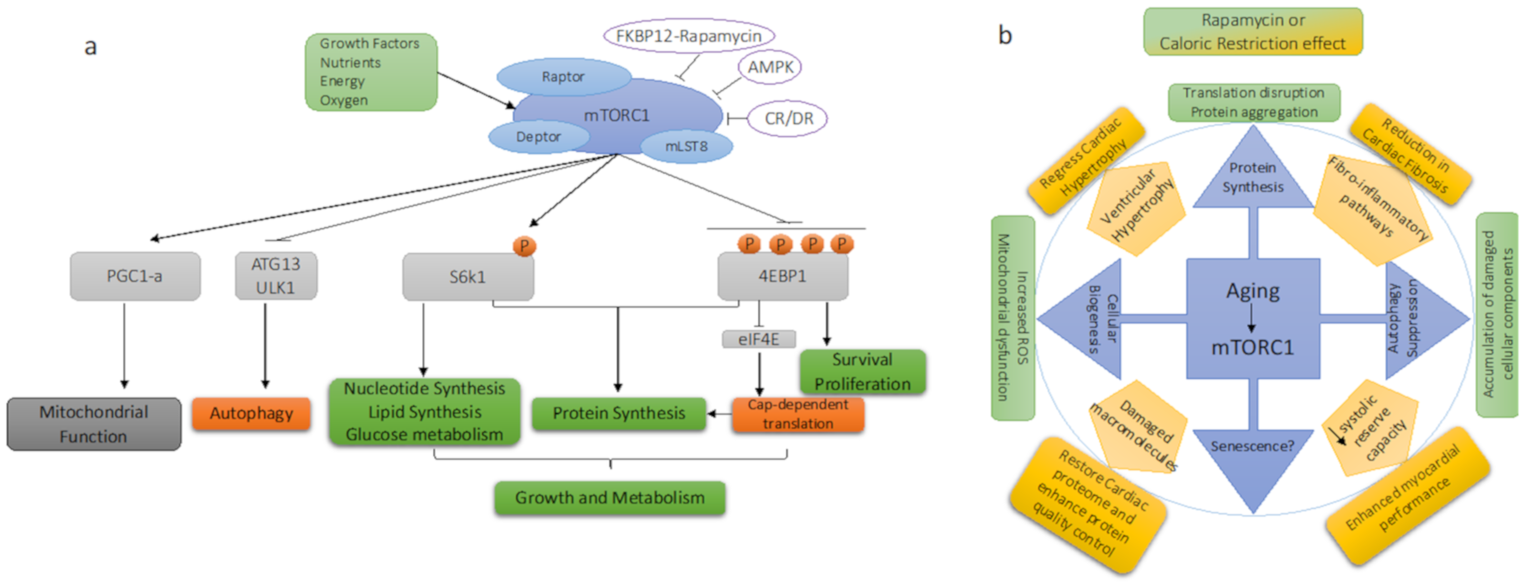 Biomolecules 11 00168 g001 Biomolecules 11 00168 g001