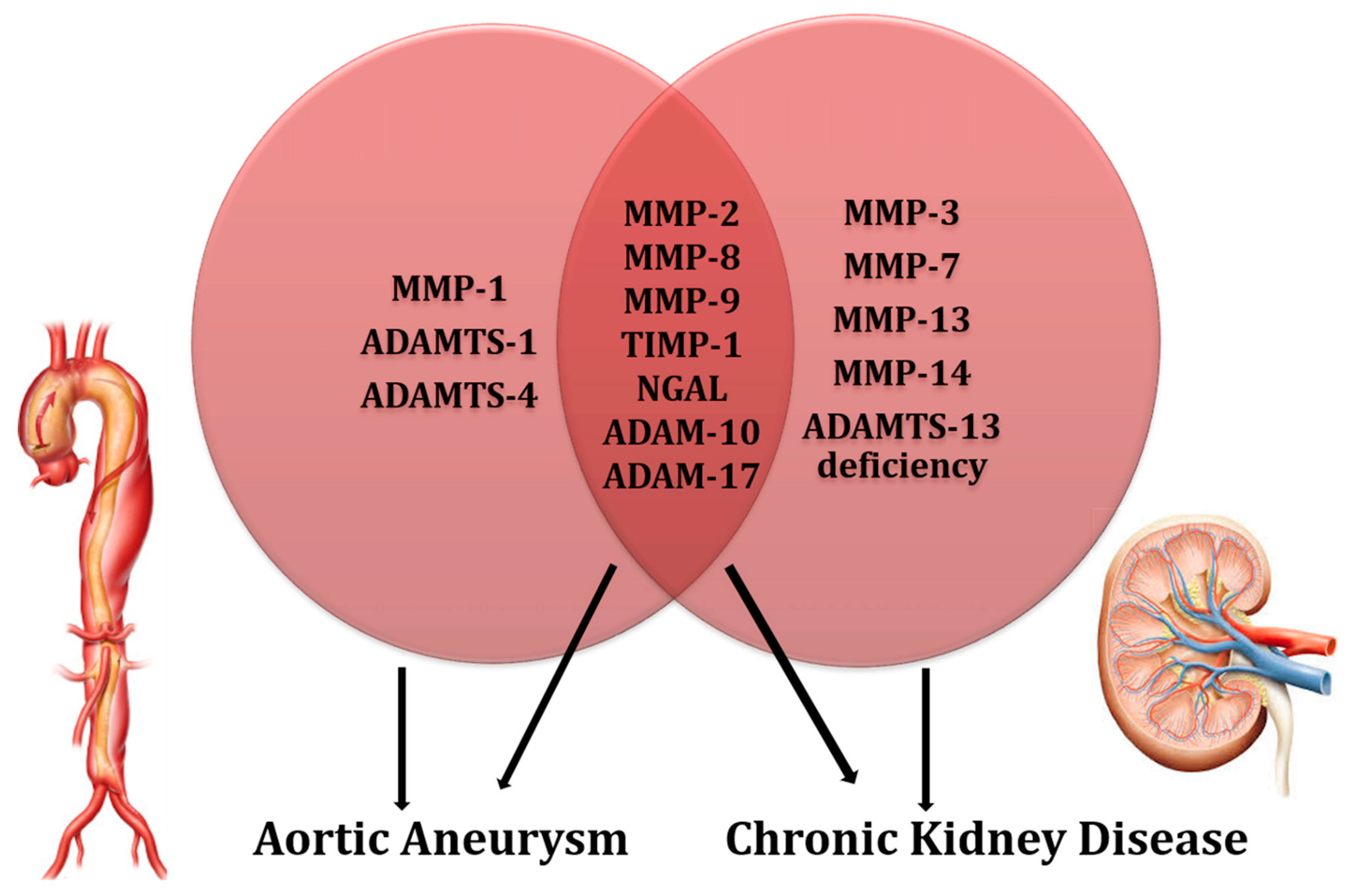 Biomolecules | Free Full-Text | Aortic Aneurysms, Chronic Kidney Disease  and Metalloproteinases