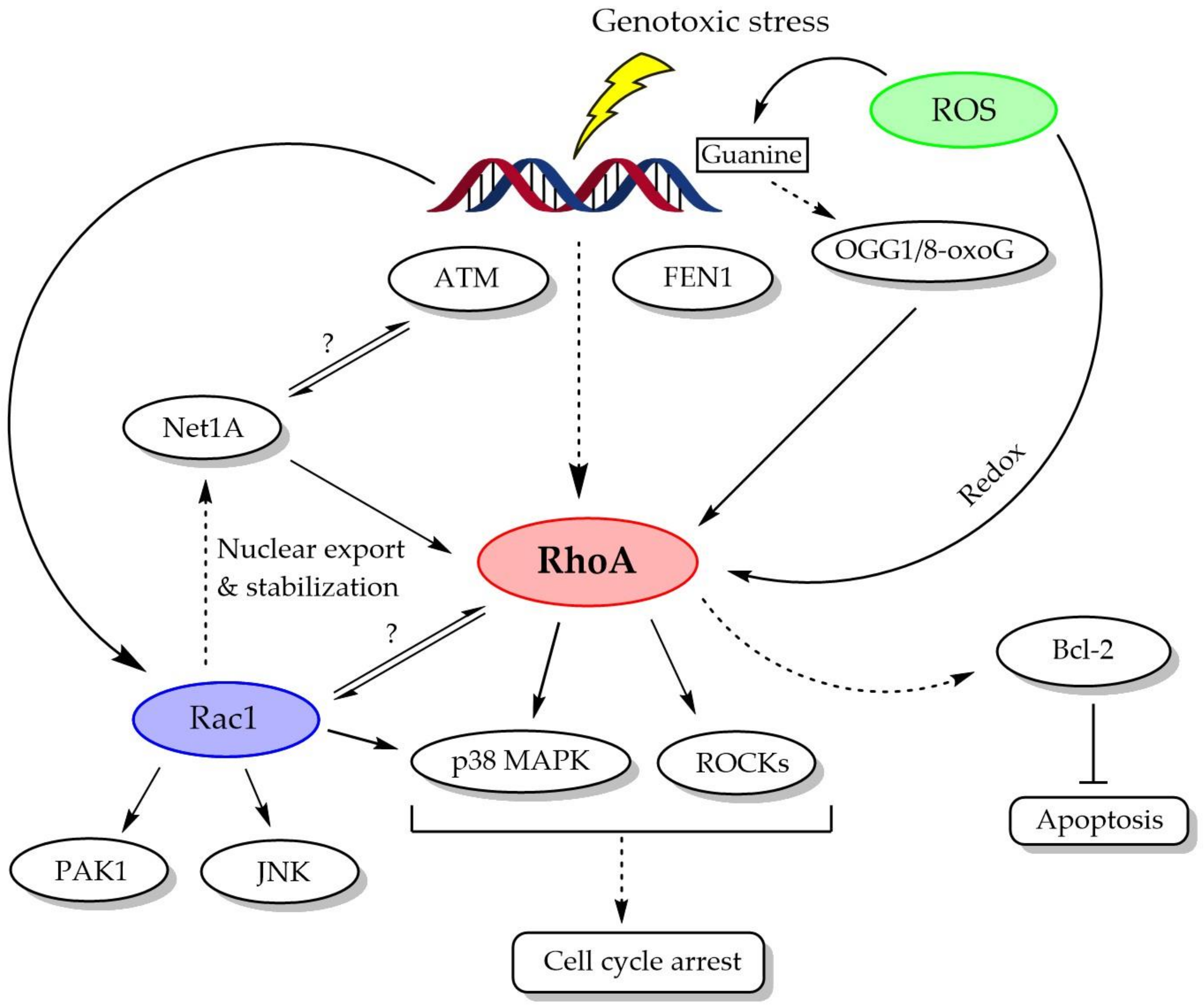 Biomolecules 11 00212 g002