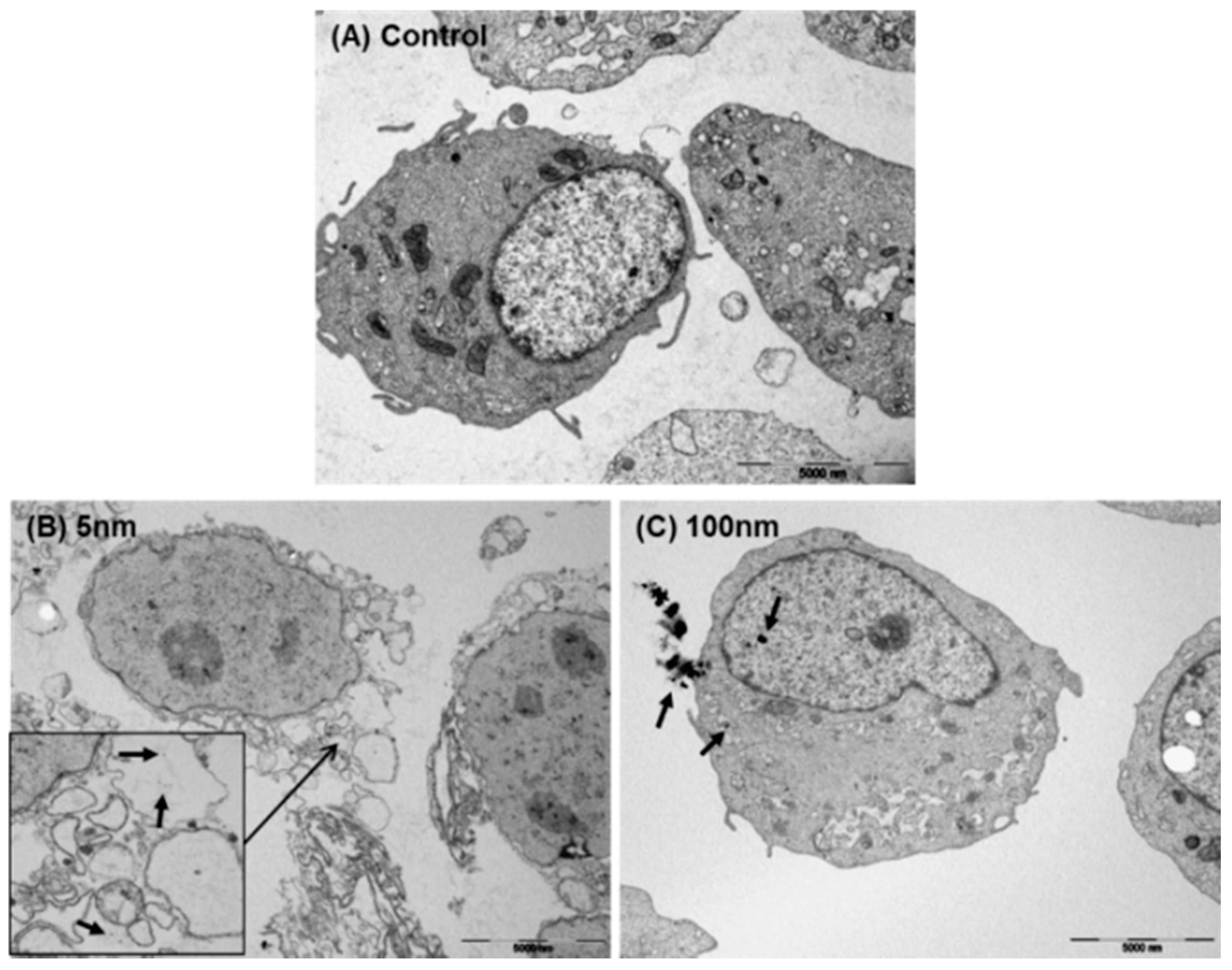 Biomolecules 11 00234 g008 Biomolecules 11 00234 g008