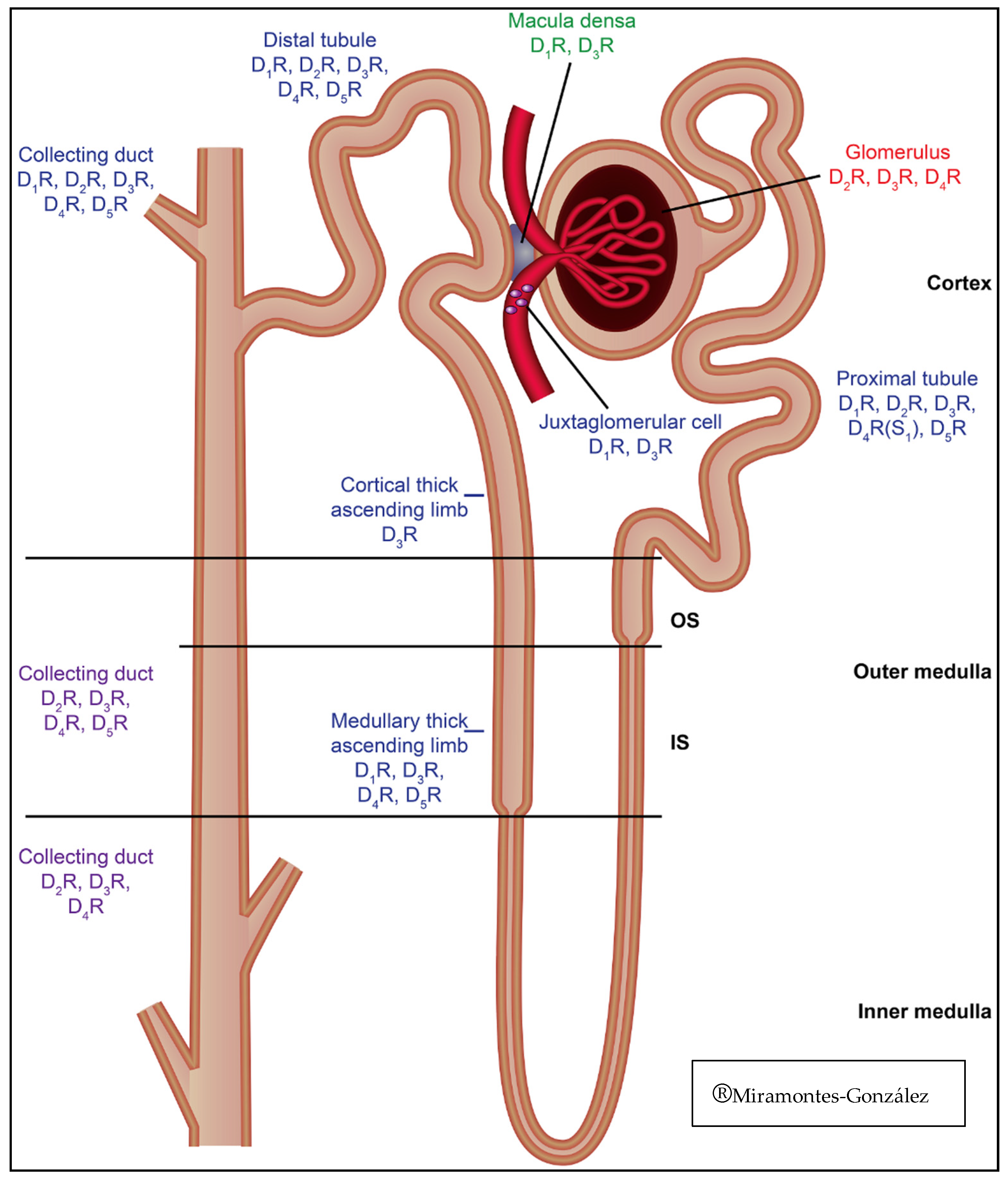 dopamine receptors