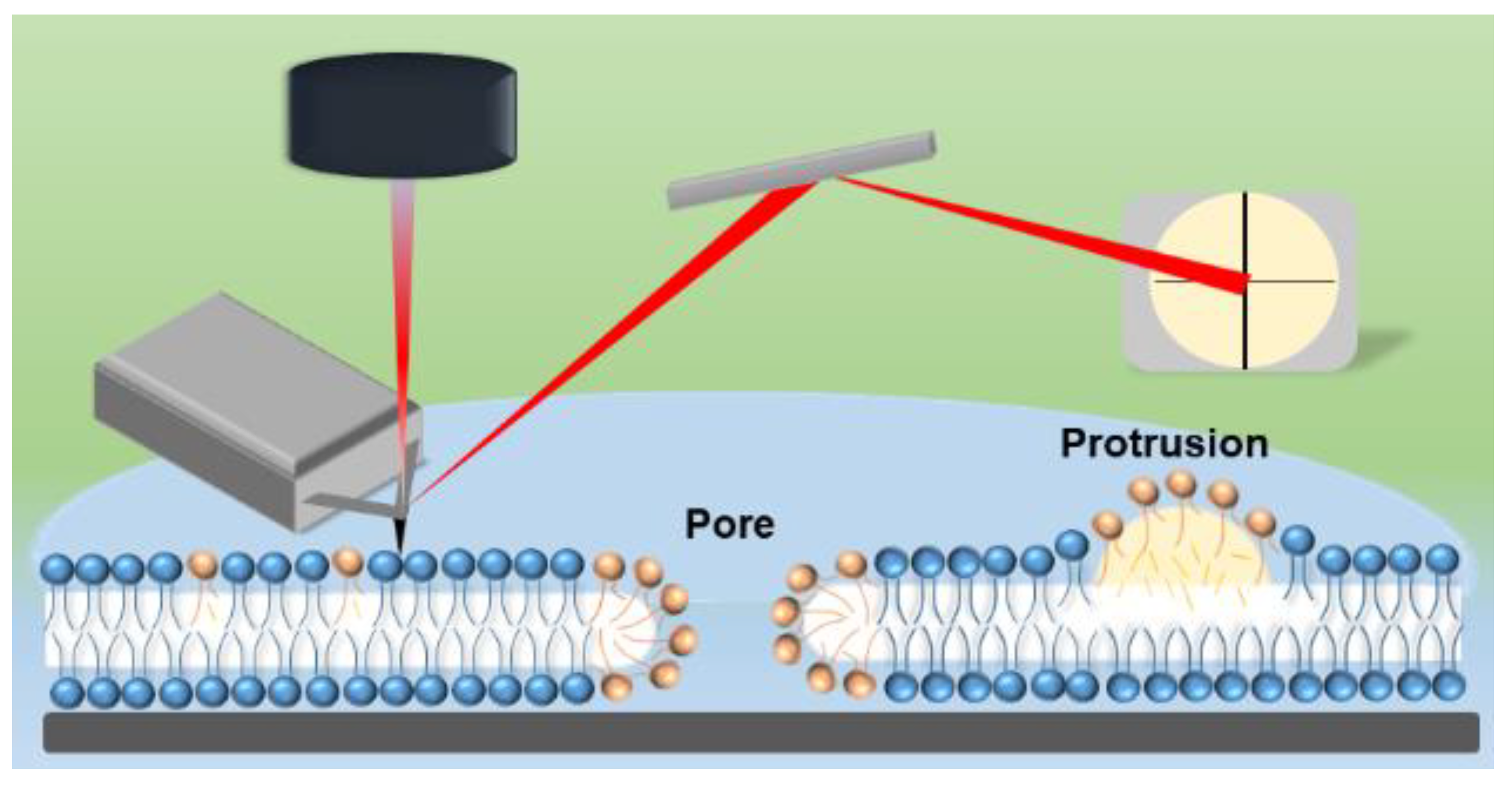 Biomolecules 11 00276 g008