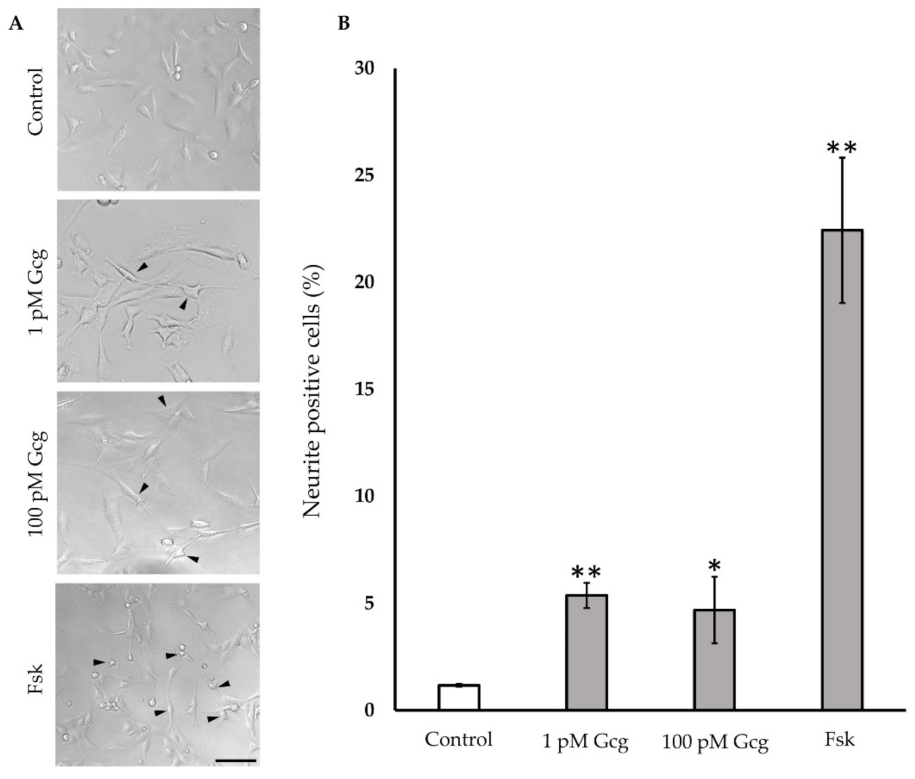Biomolecules 11 00287 g005 Biomolecules 11 00287 g005