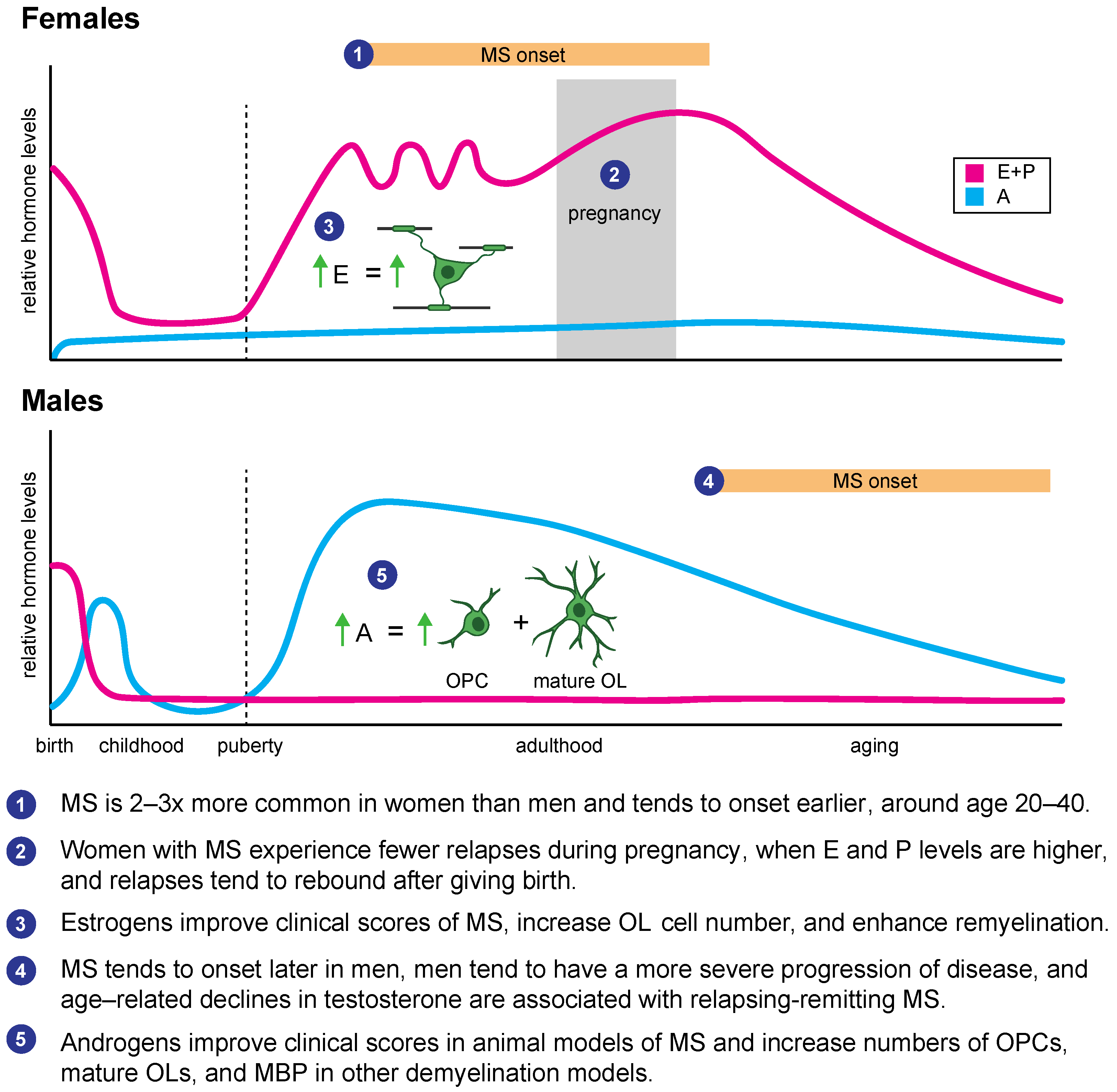 Biomolecules | Free Full-Text | Hormonal Regulation of 