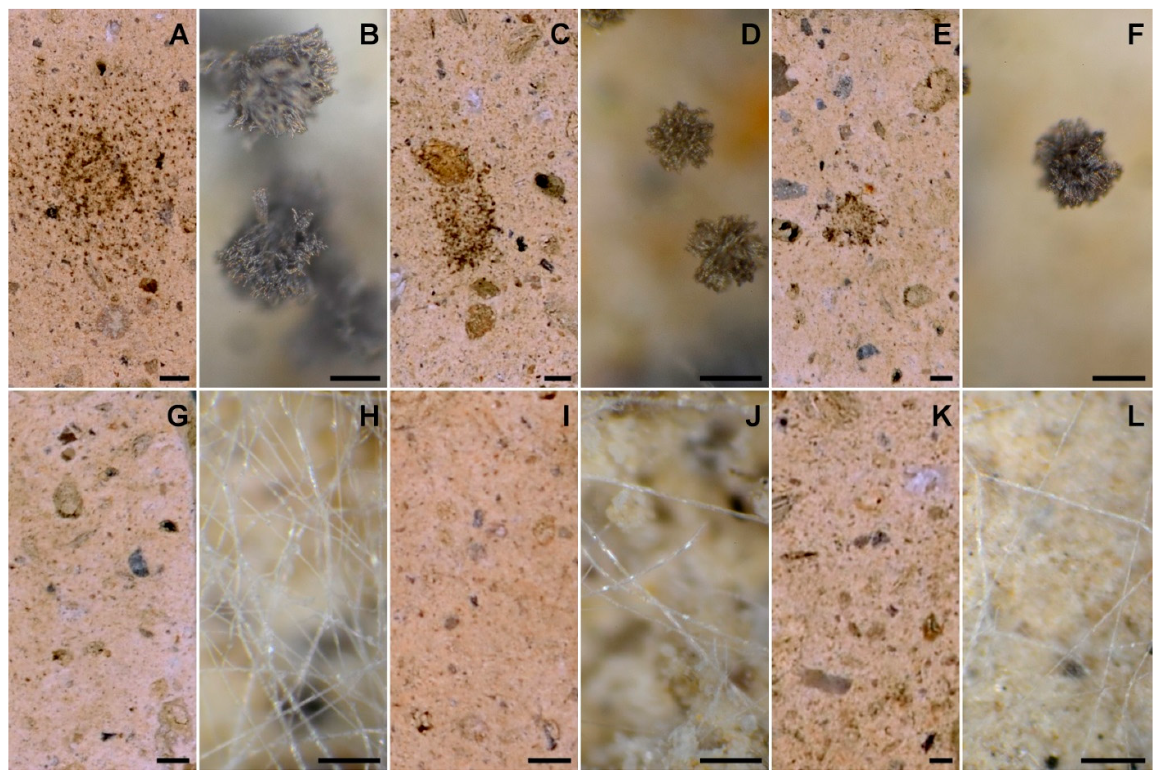 Biomolecules 11 00295 g003 Biomolecules 11 00295 g003