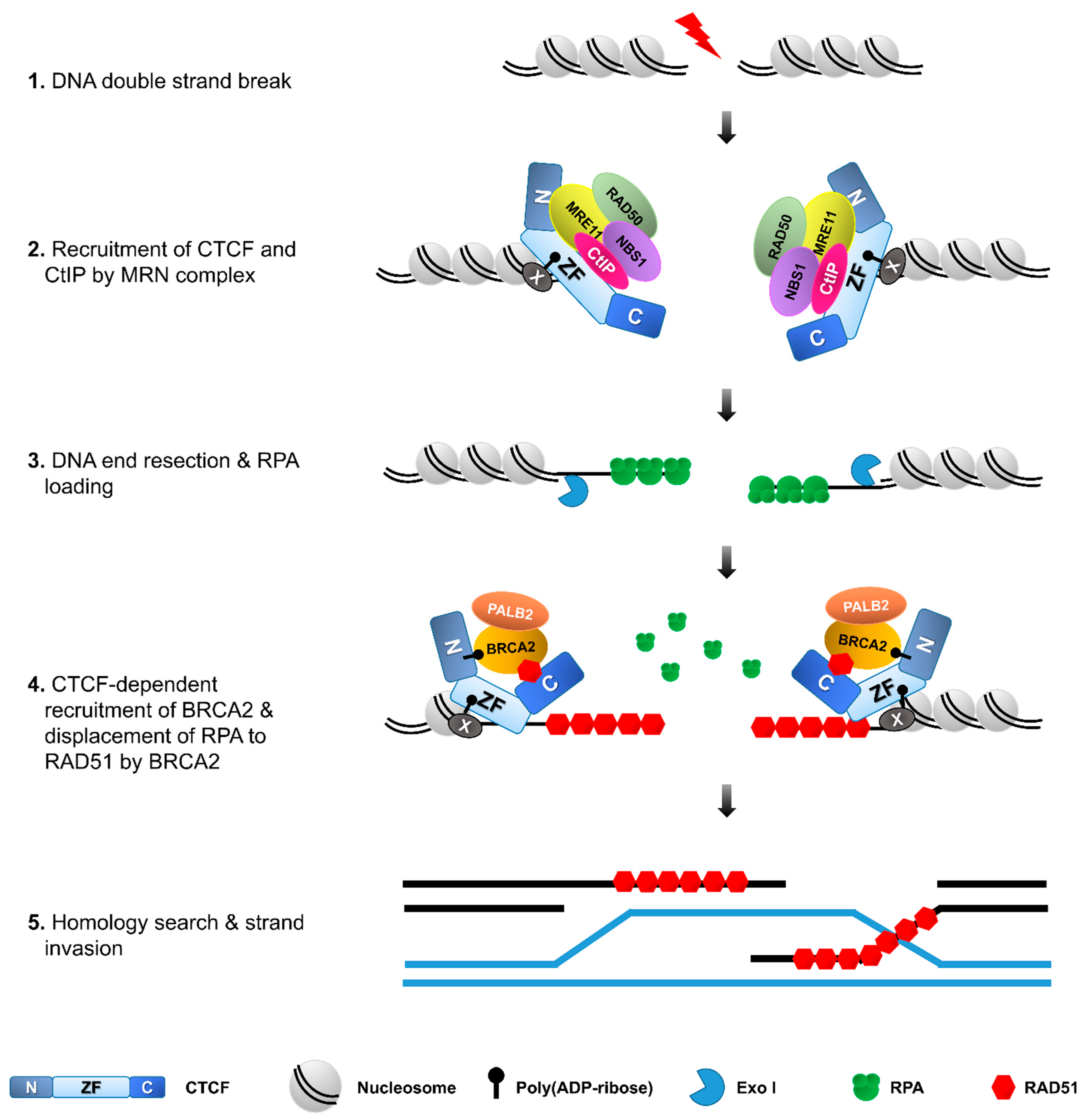 Biomolecules 11 00363 g004