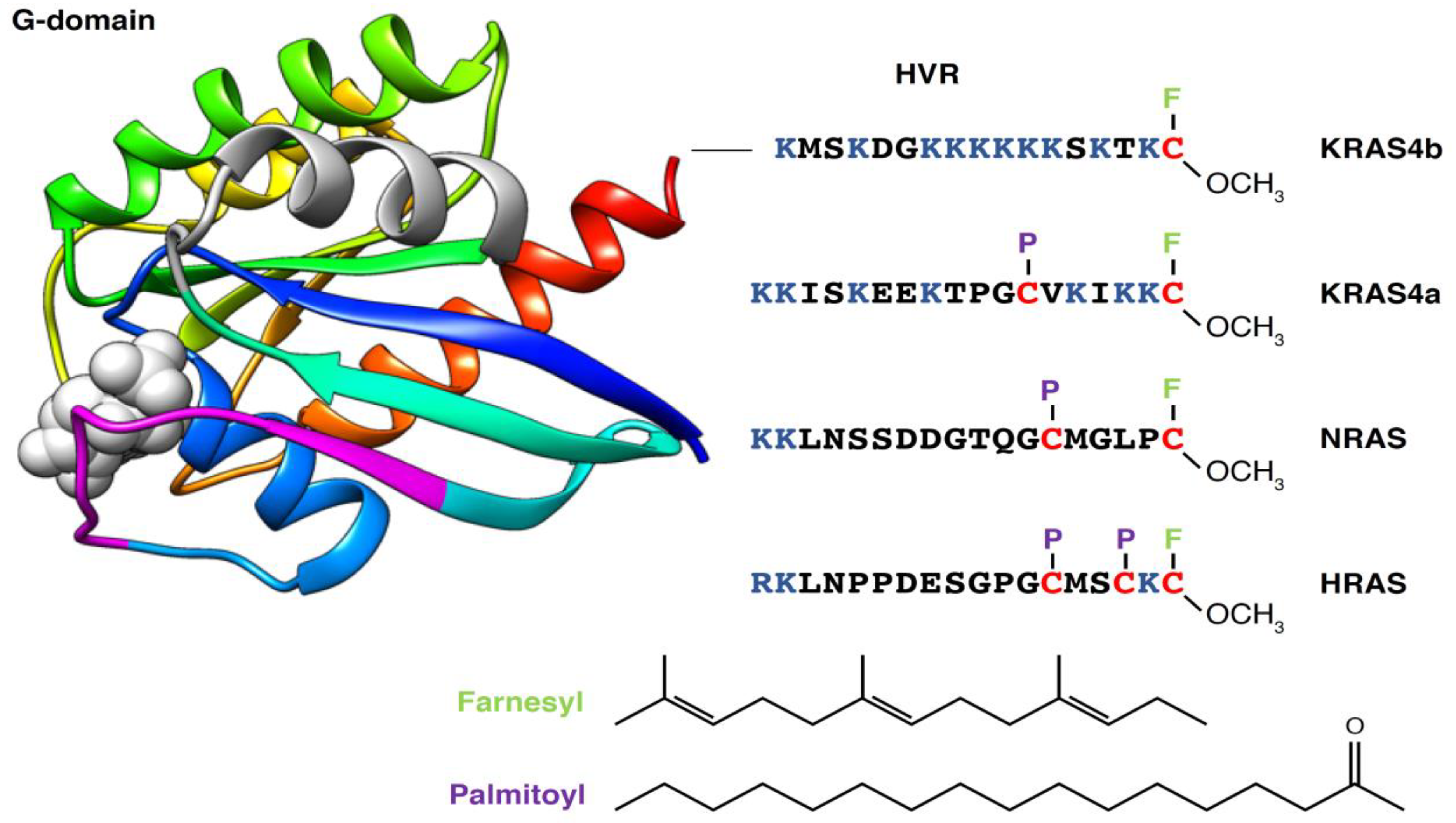 Biomolecules 11 00377 g002