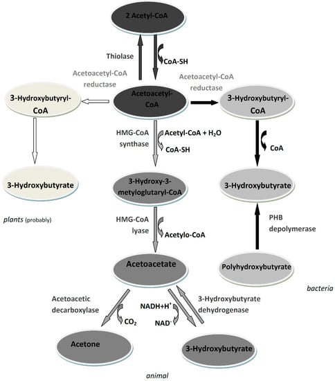 Biomolecules Free Full Text 3 Hydroxybutyrate As A Metabolite And A Signal Molecule