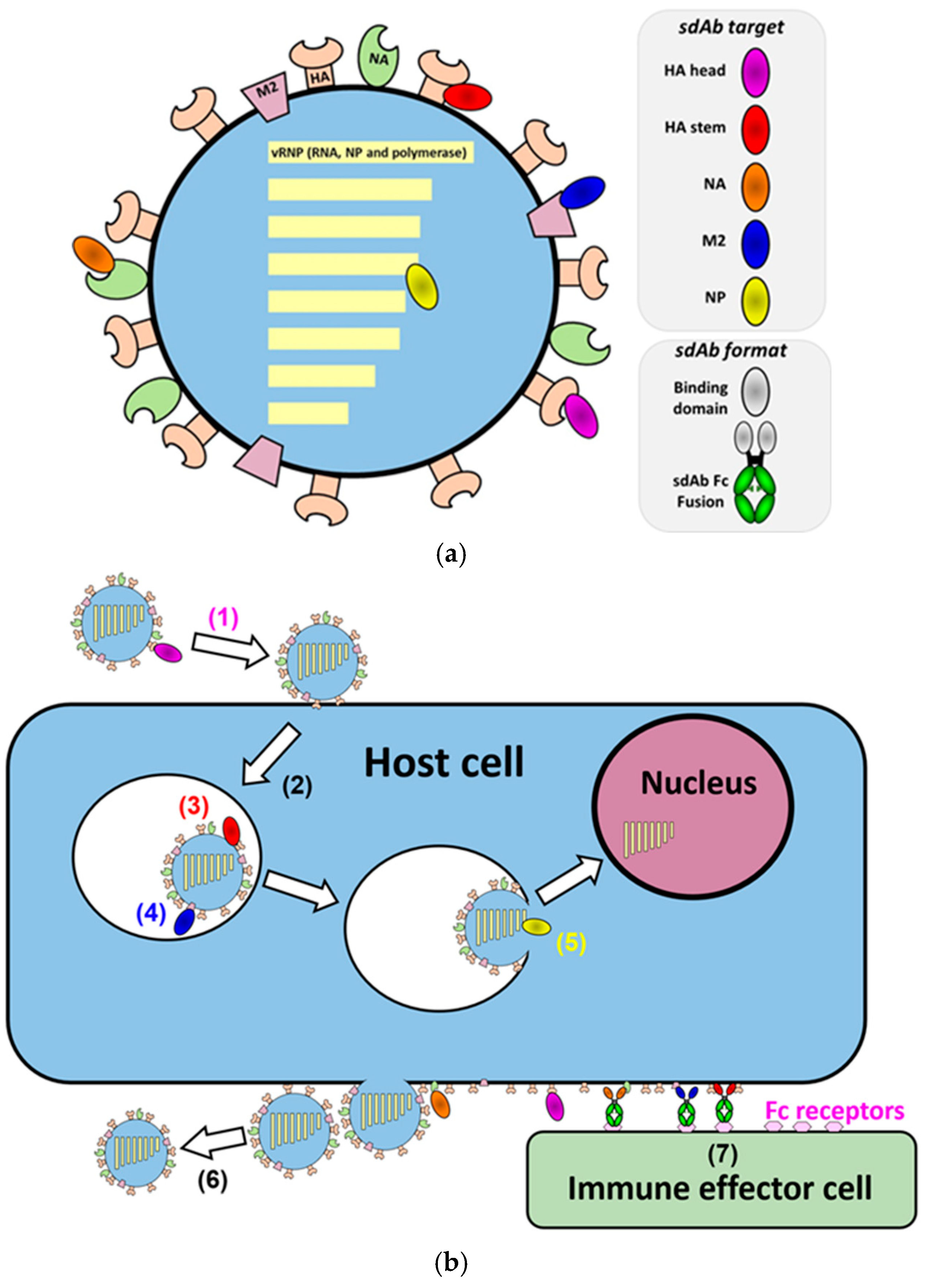 Biomolecules | Free Full-Text | Broad Reactivity Single Domain Antibodies  against Influenza Virus and Their Applications to Vaccine Potency Testing  and Immunotherapy