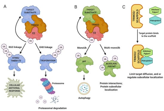 Biomolecules | Free Full-Text | TRIM32: A Multifunctional Protein ...