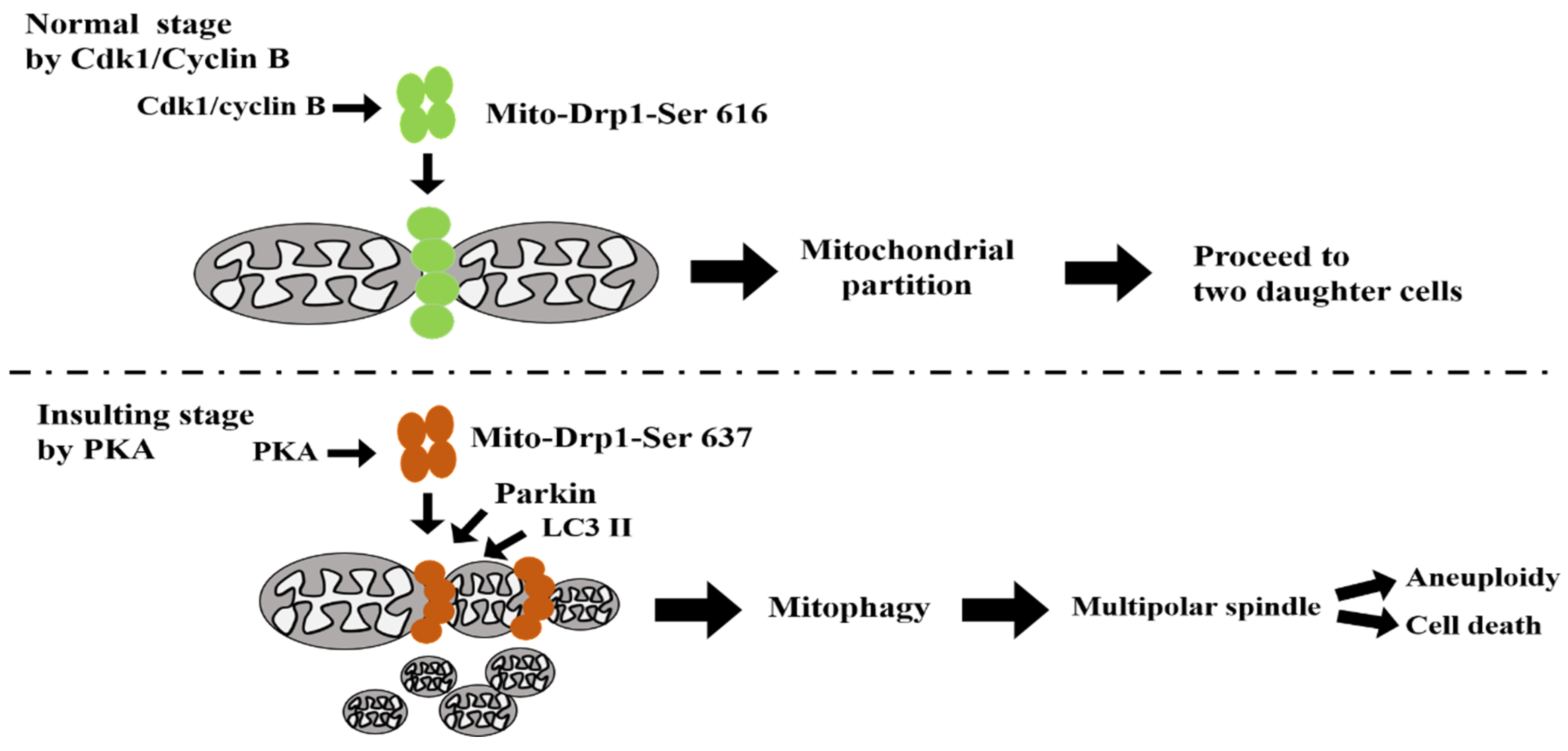 Biomolecules 11 00424 g008