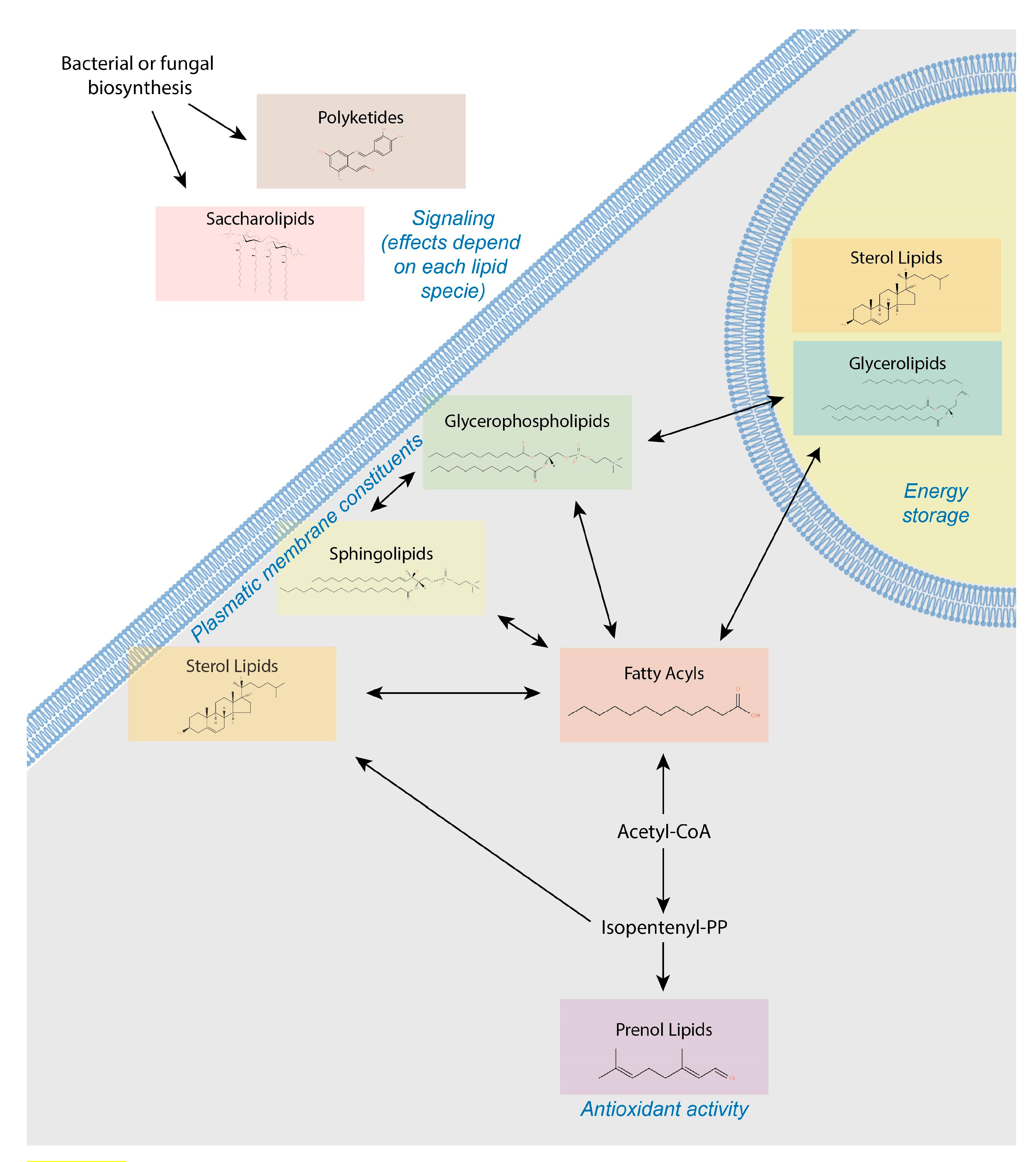 Biomolecules 11 00473 g002