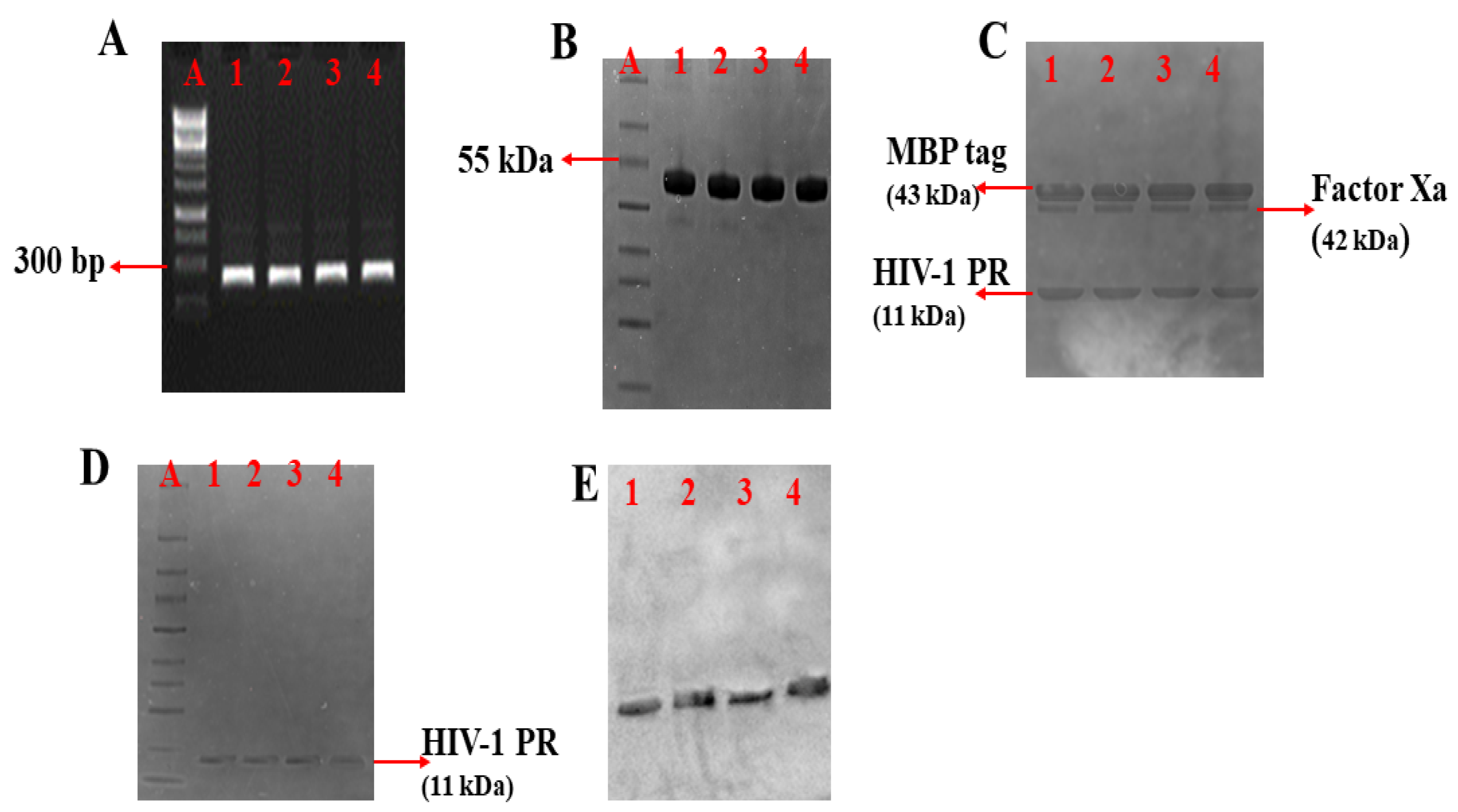 Biomolecules 11 00489 g002 Biomolecules 11 00489 g002