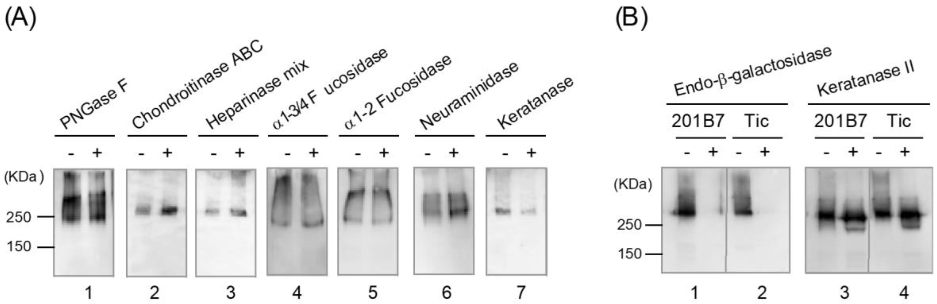 Biomolecules 11 00508 g004 Biomolecules 11 00508 g004