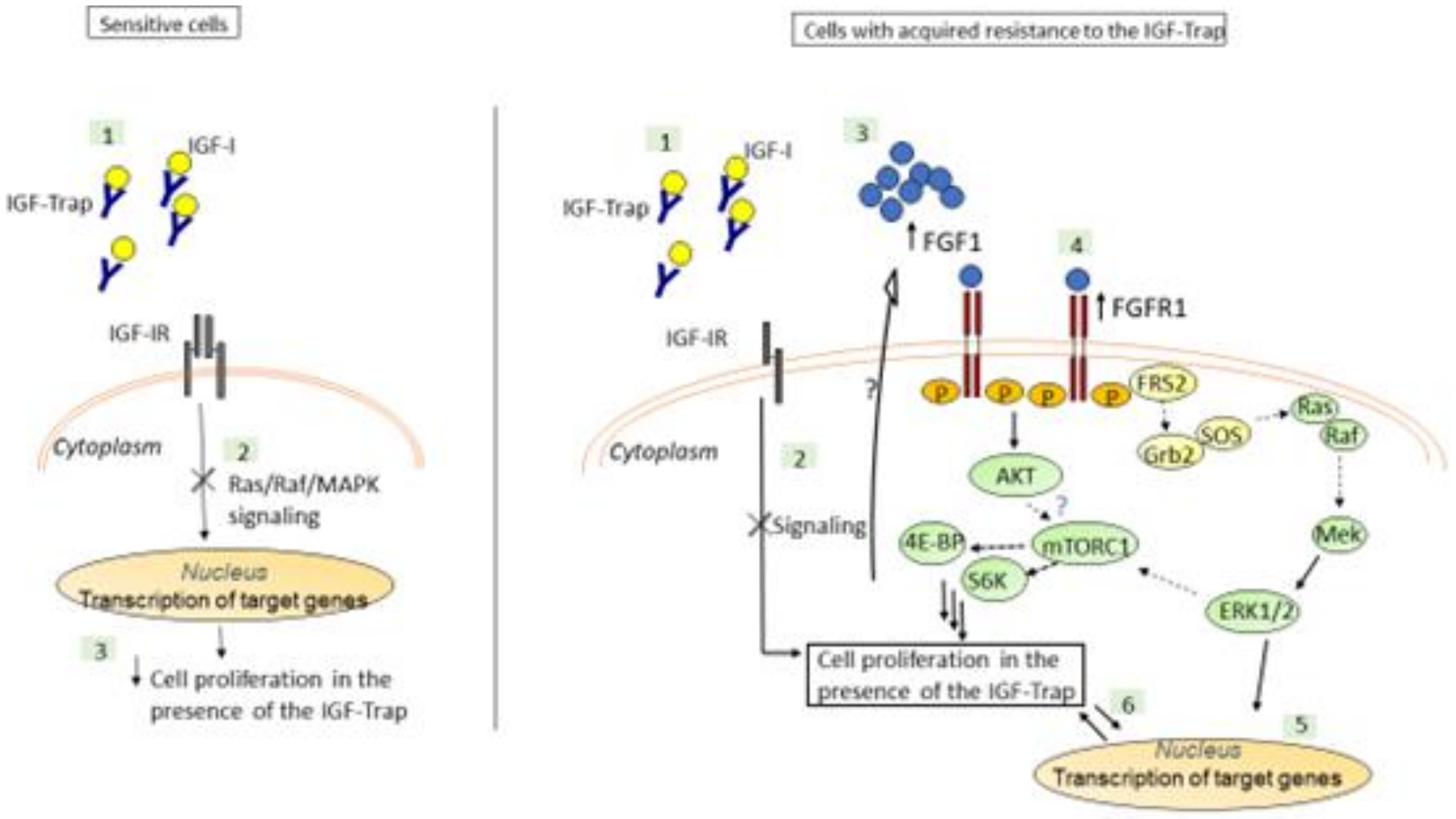 Biomolecules 11 00527 g010 Biomolecules 11 00527 g010