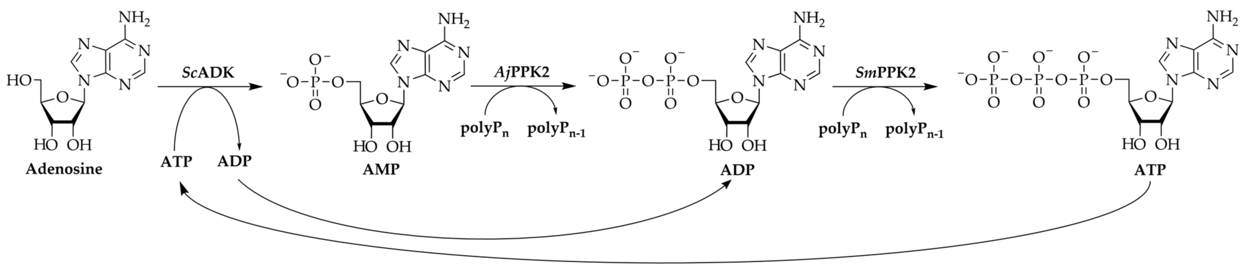 Biomolecules 11 00590 g001