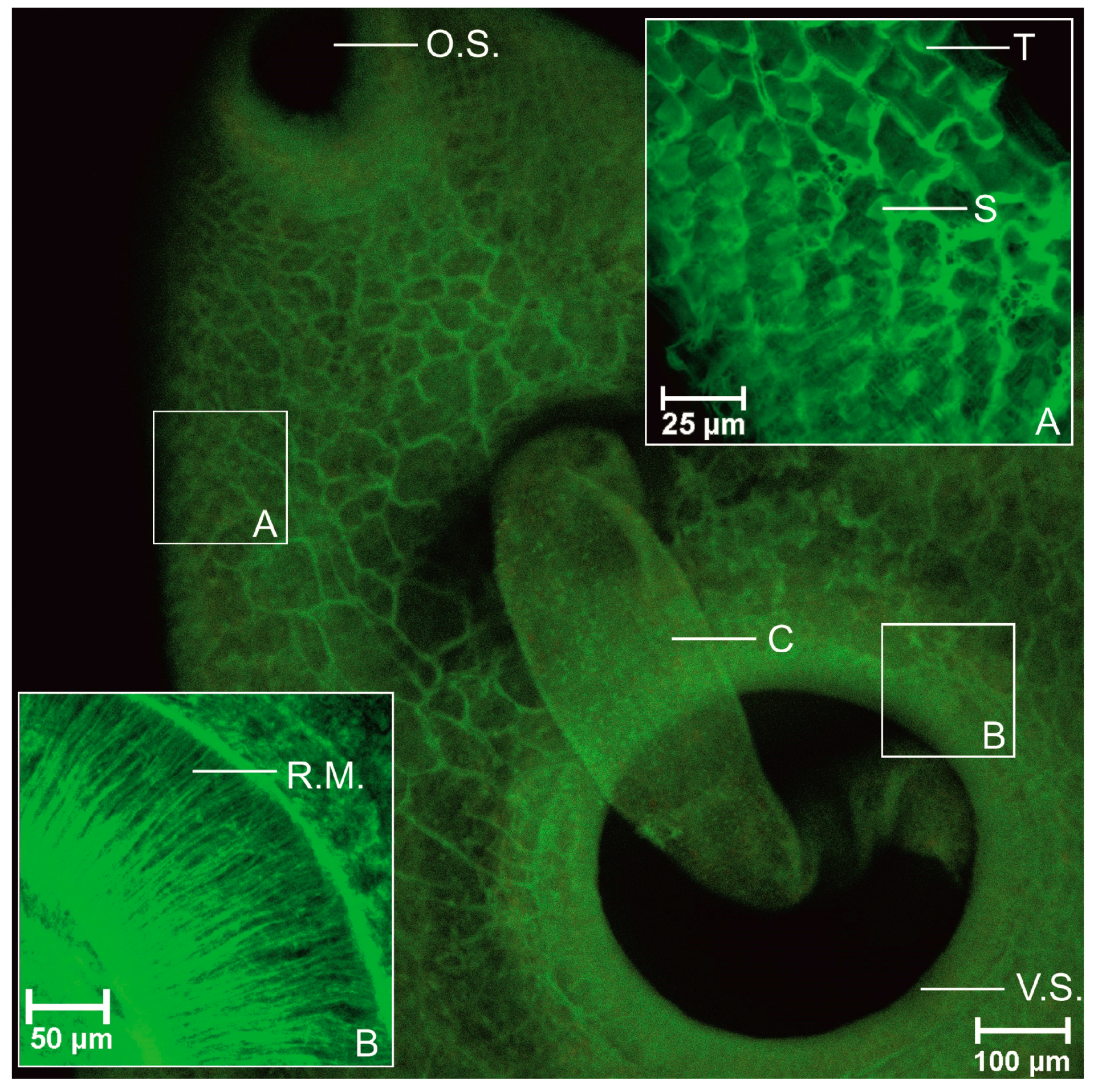 Biomolecules 11 00598 g003 Biomolecules 11 00598 g003