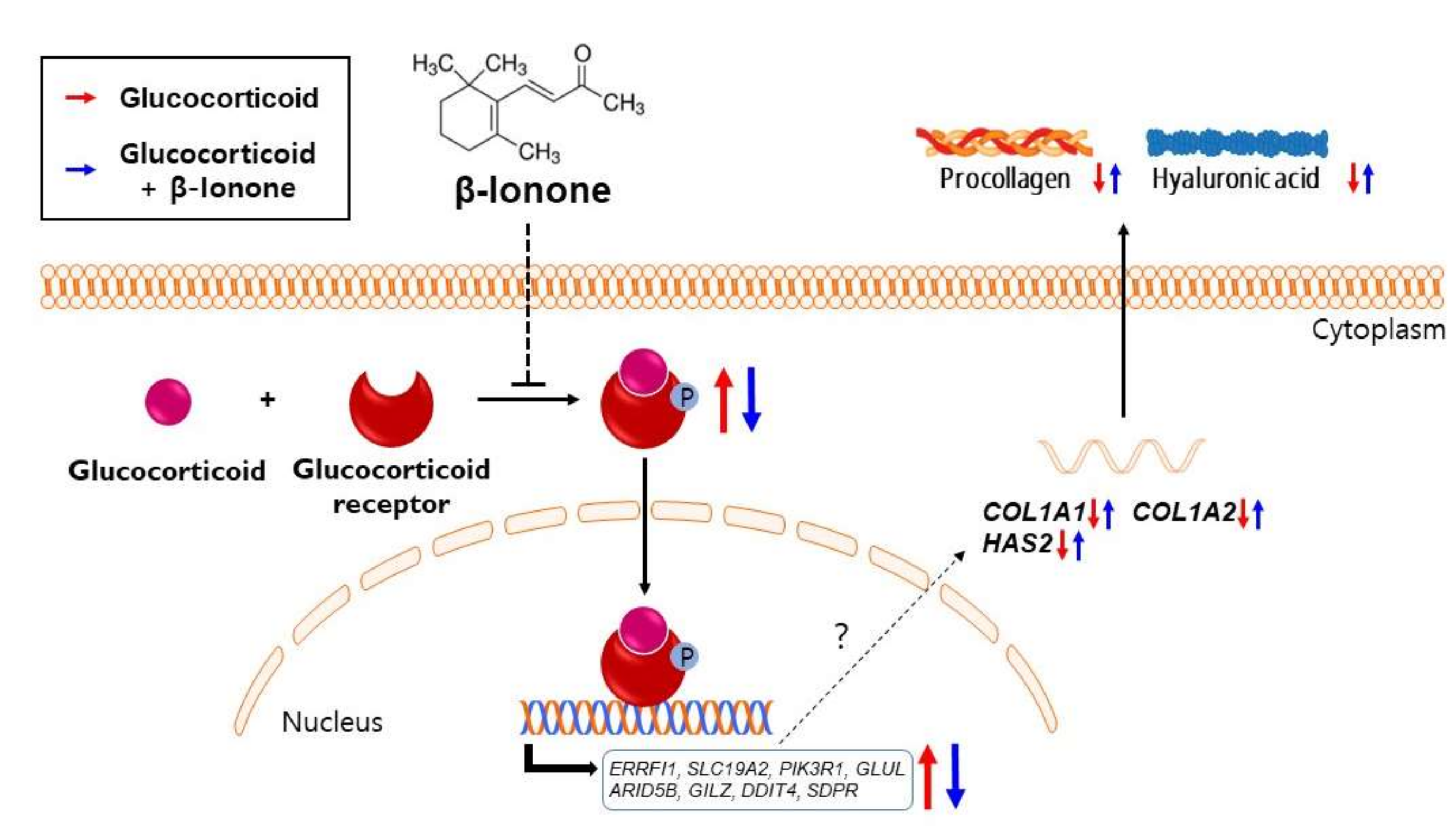 β-Ionone Attenuates Dexamethasone-Induced Suppression of Collagen and ...