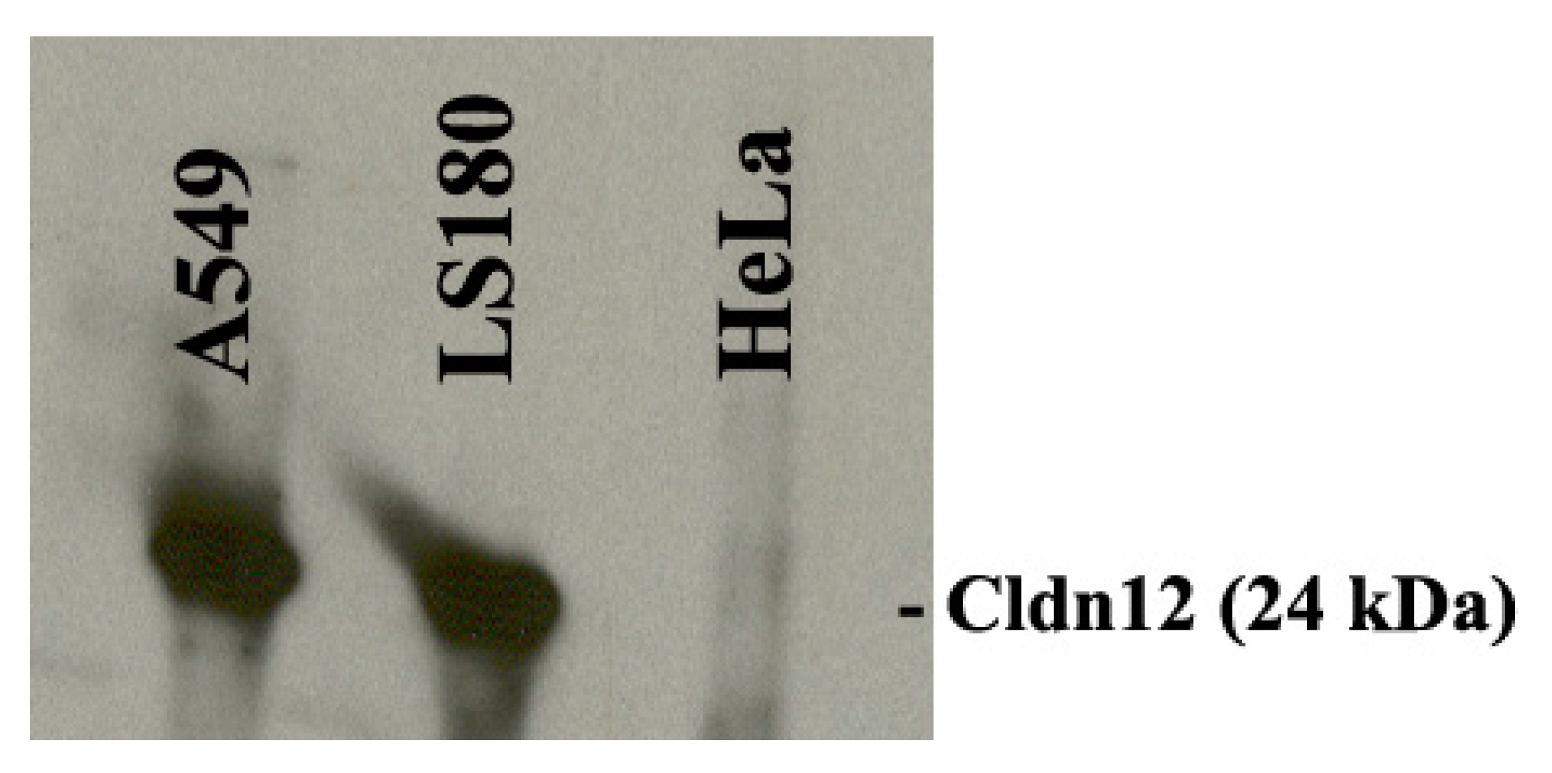 Biomolecules 11 00636 g003