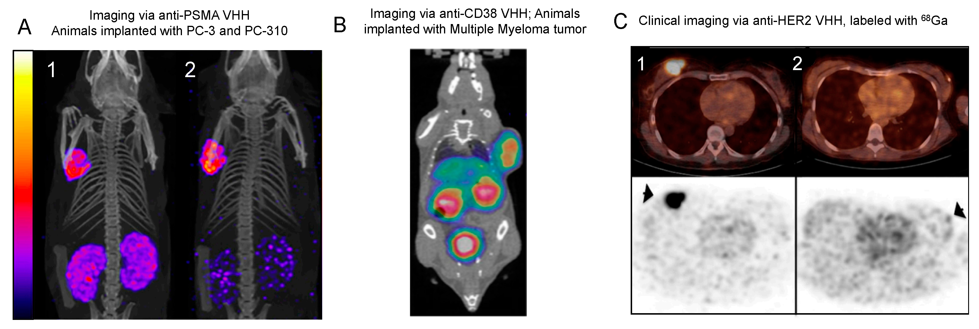 Biomolecules 11 00637 g004