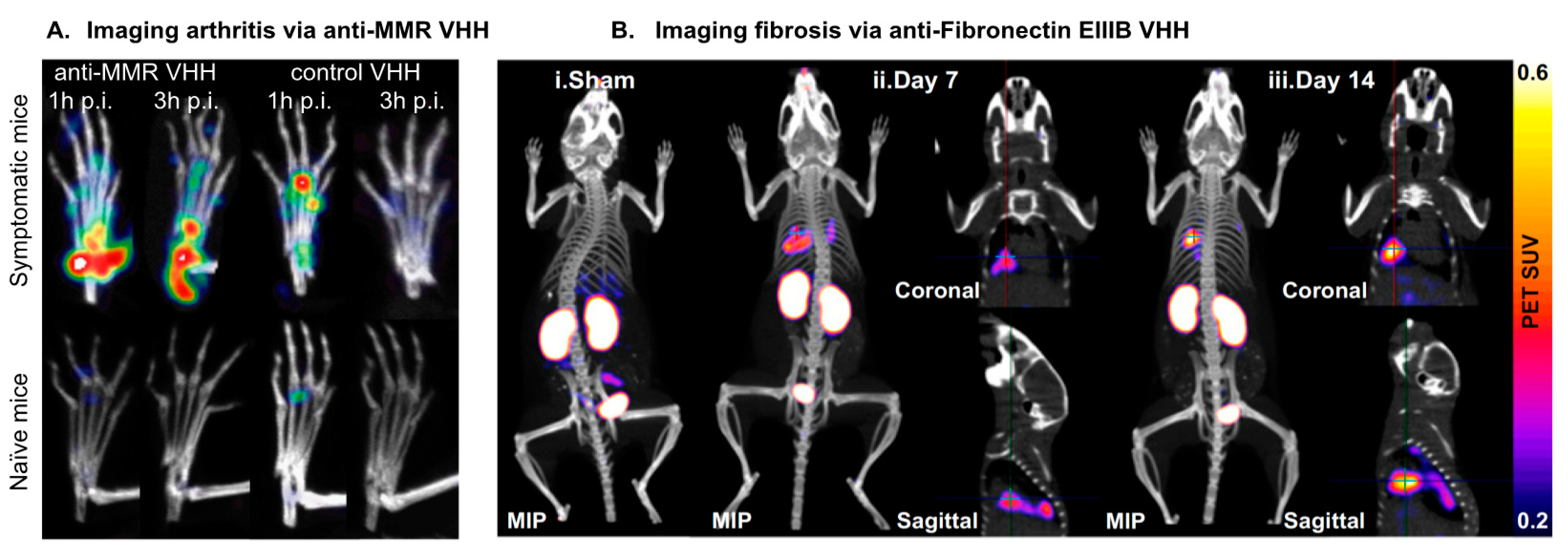 Biomolecules 11 00637 g007