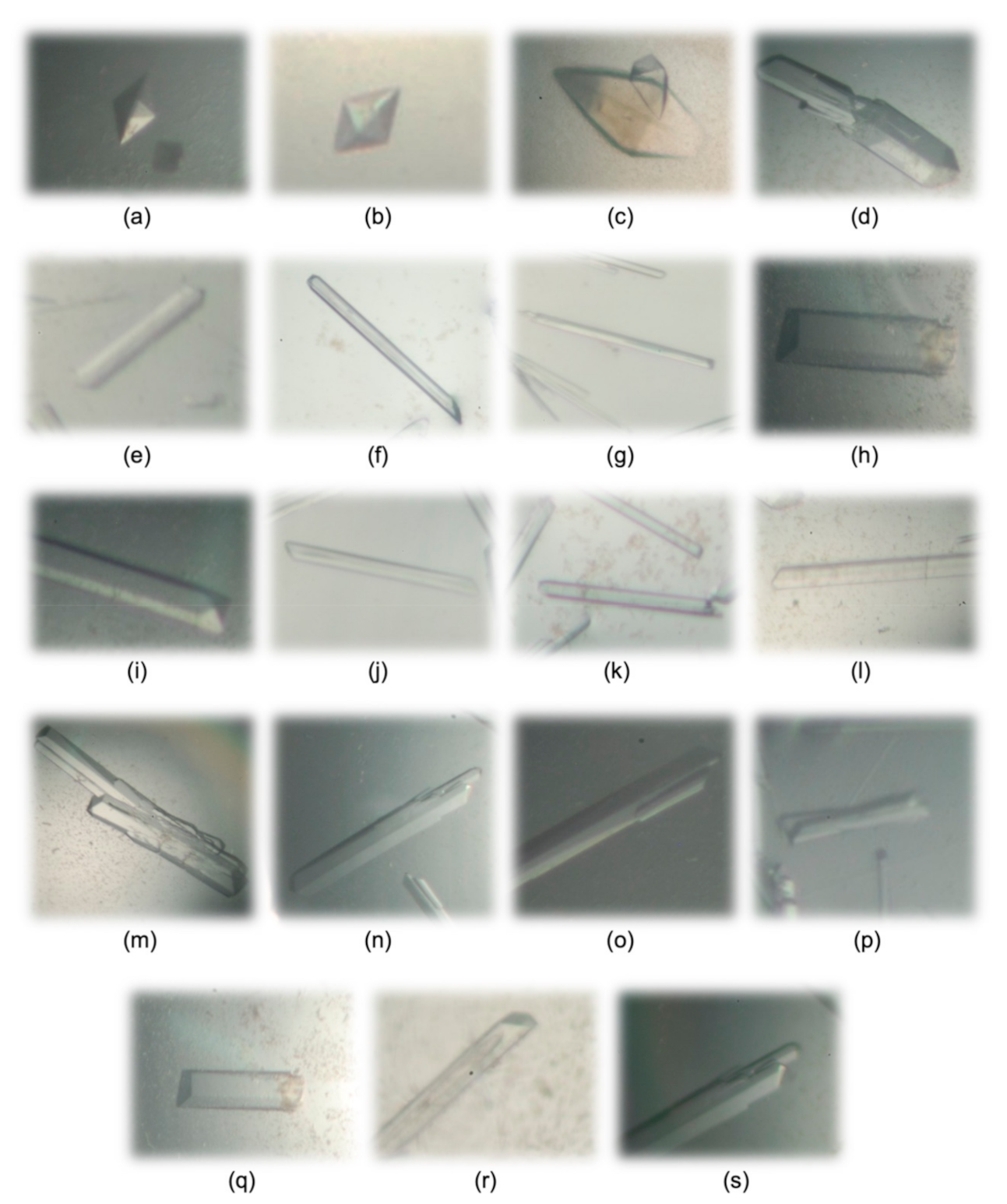 Biomolecules 11 00645 g003 Biomolecules 11 00645 g003