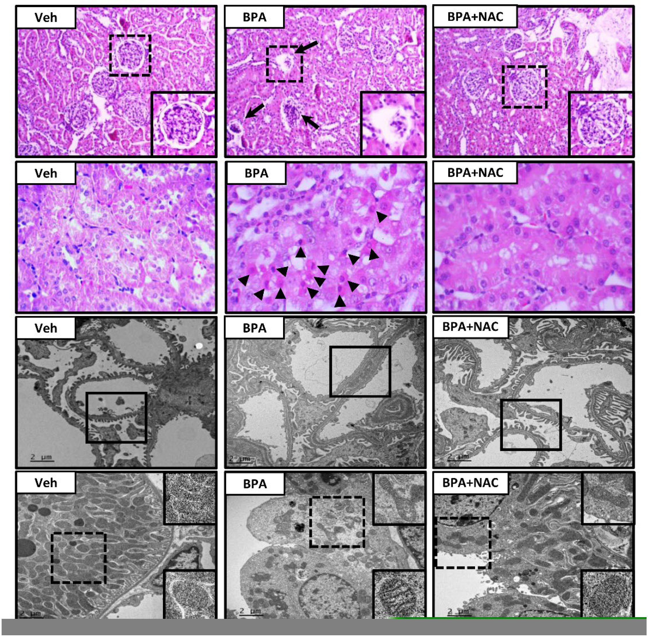 Biomolecules 11 00655 g002 Biomolecules 11 00655 g002