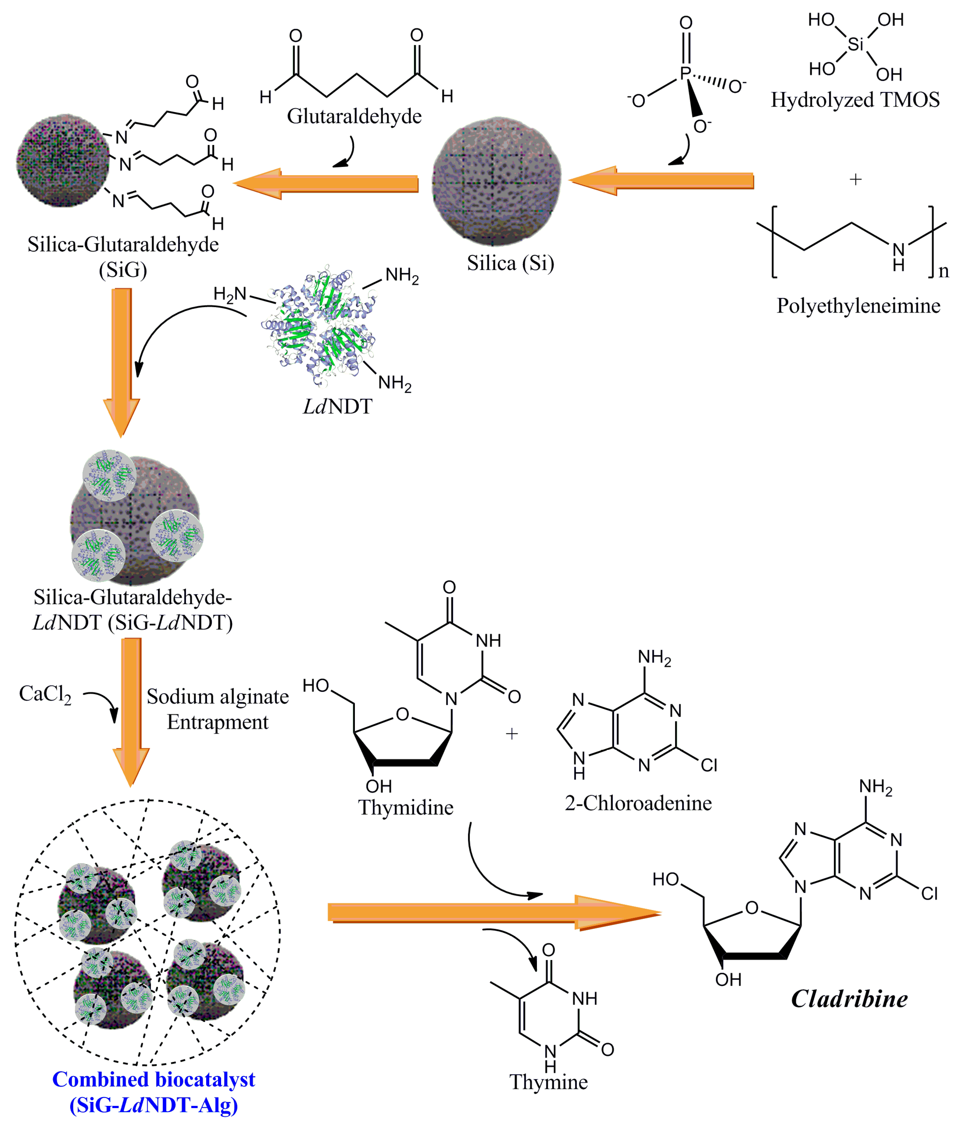 Biomolecules 11 00657 g001 Biomolecules 11 00657 g001