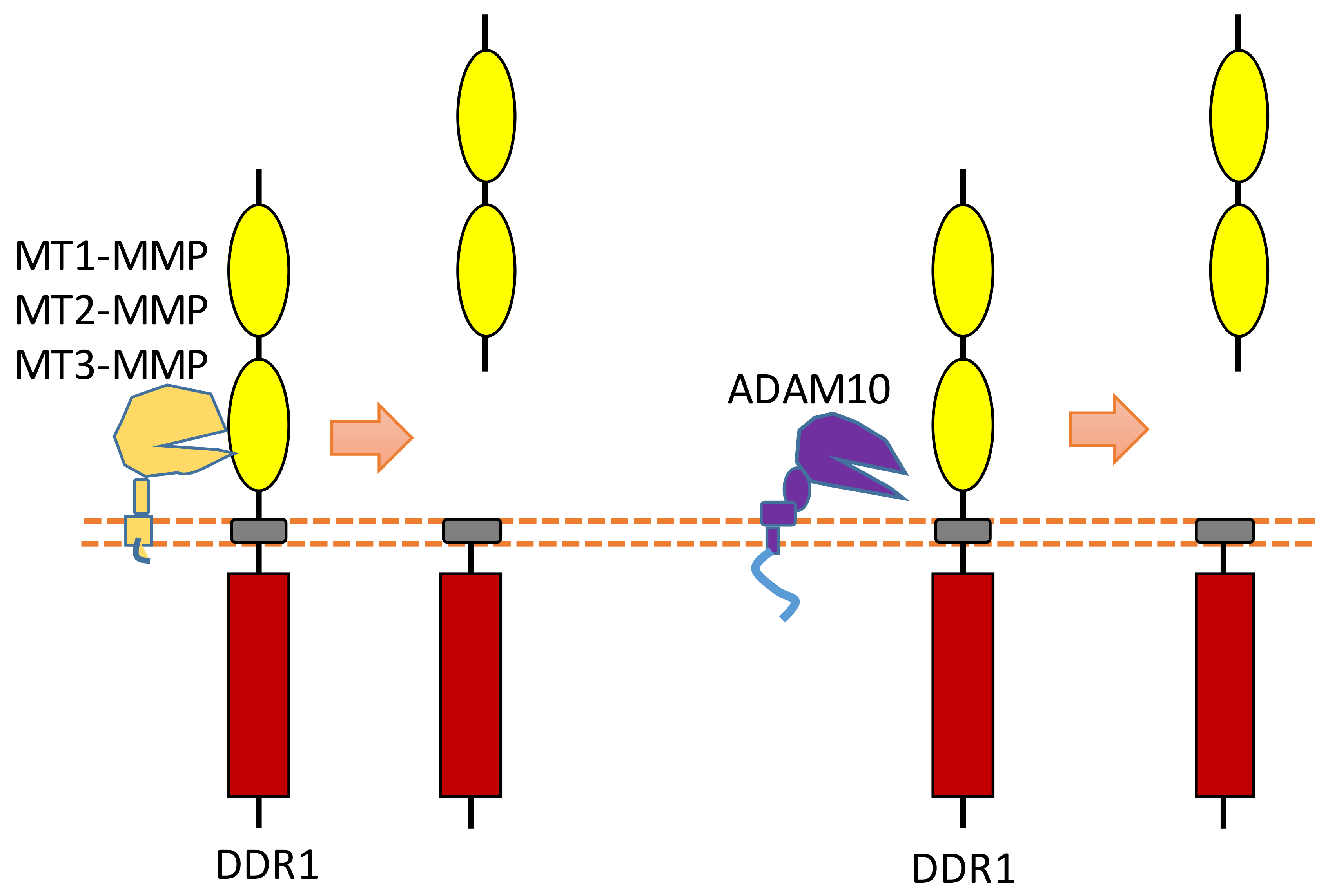 Biomolecules 11 00660 g007