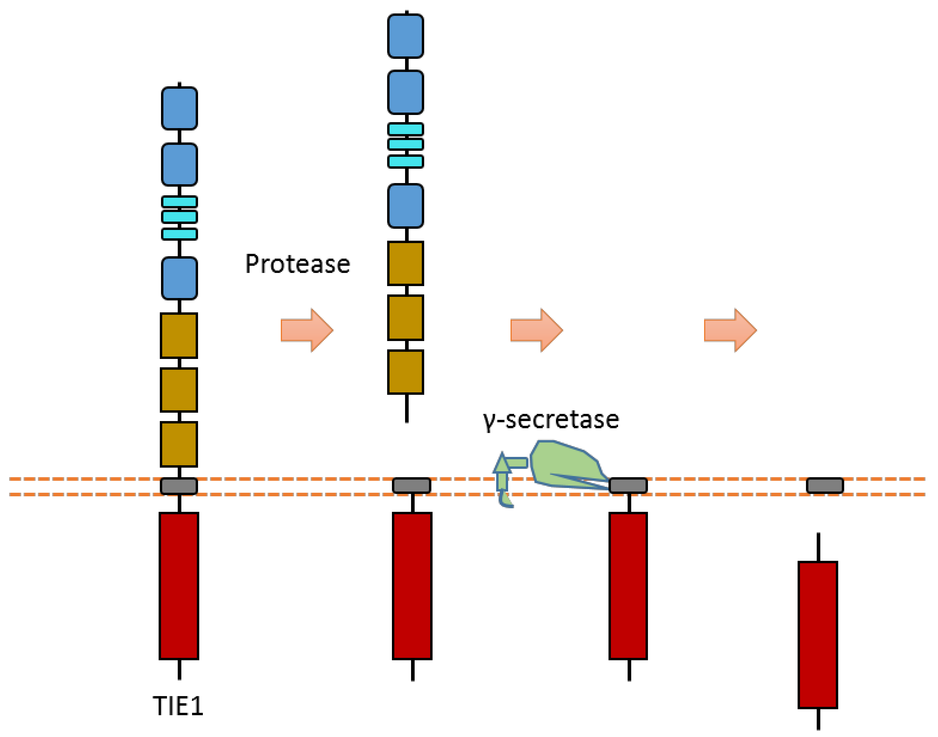 Biomolecules 11 00660 g012