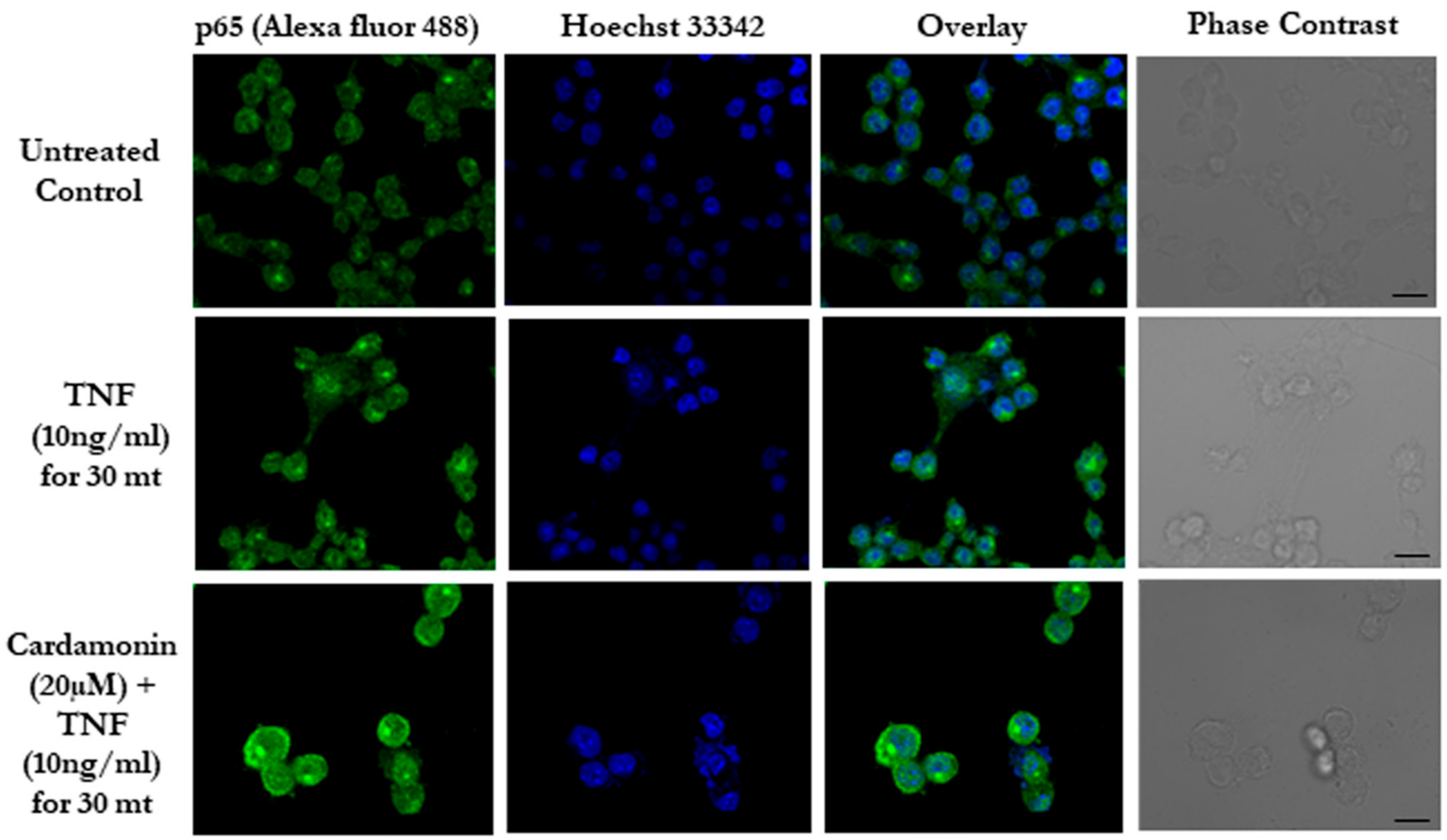 Biomolecules 11 00661 g002 Biomolecules 11 00661 g002