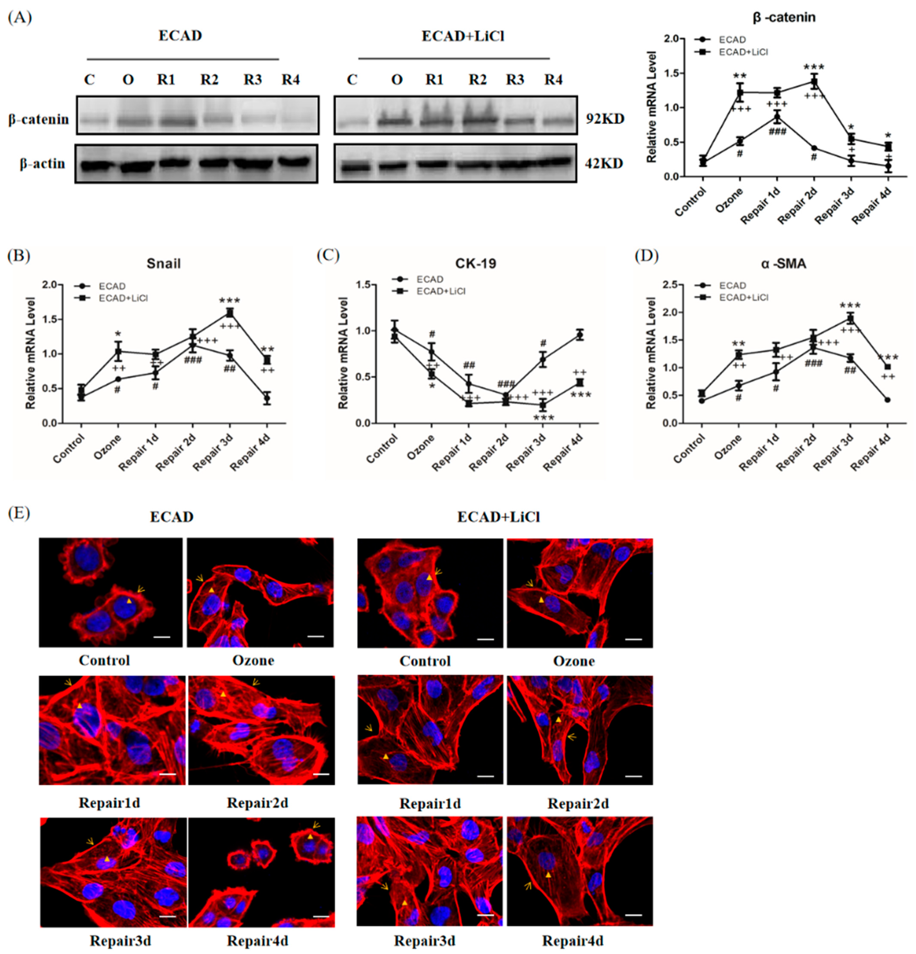 Biomolecules 11 00669 g005