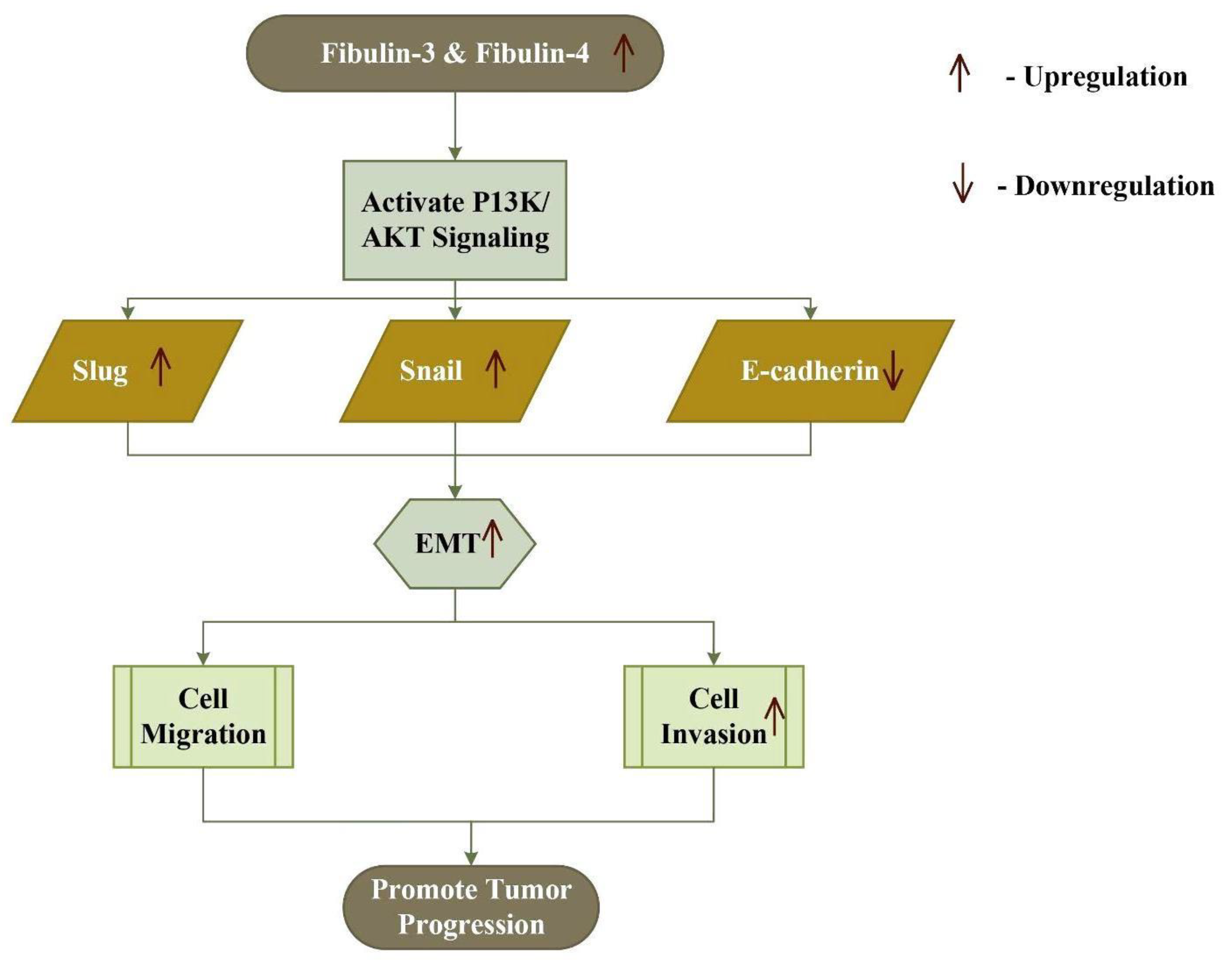 Role of fibulin-5 insufficiency and prolapse progression on murine vaginal  biomechanical function