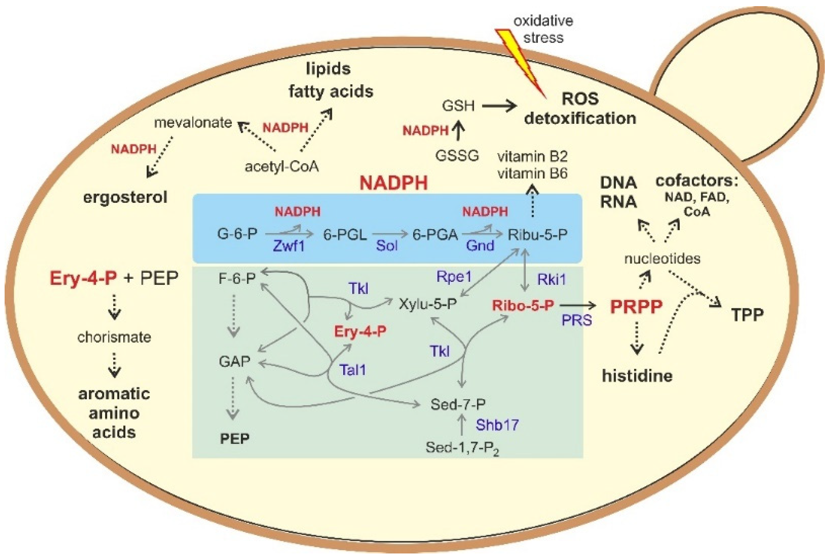 Biomolecules | Free Full-Text | The Pentose Phosphate Pathway in  Yeasts–More Than a Poor Cousin of Glycolysis | HTML