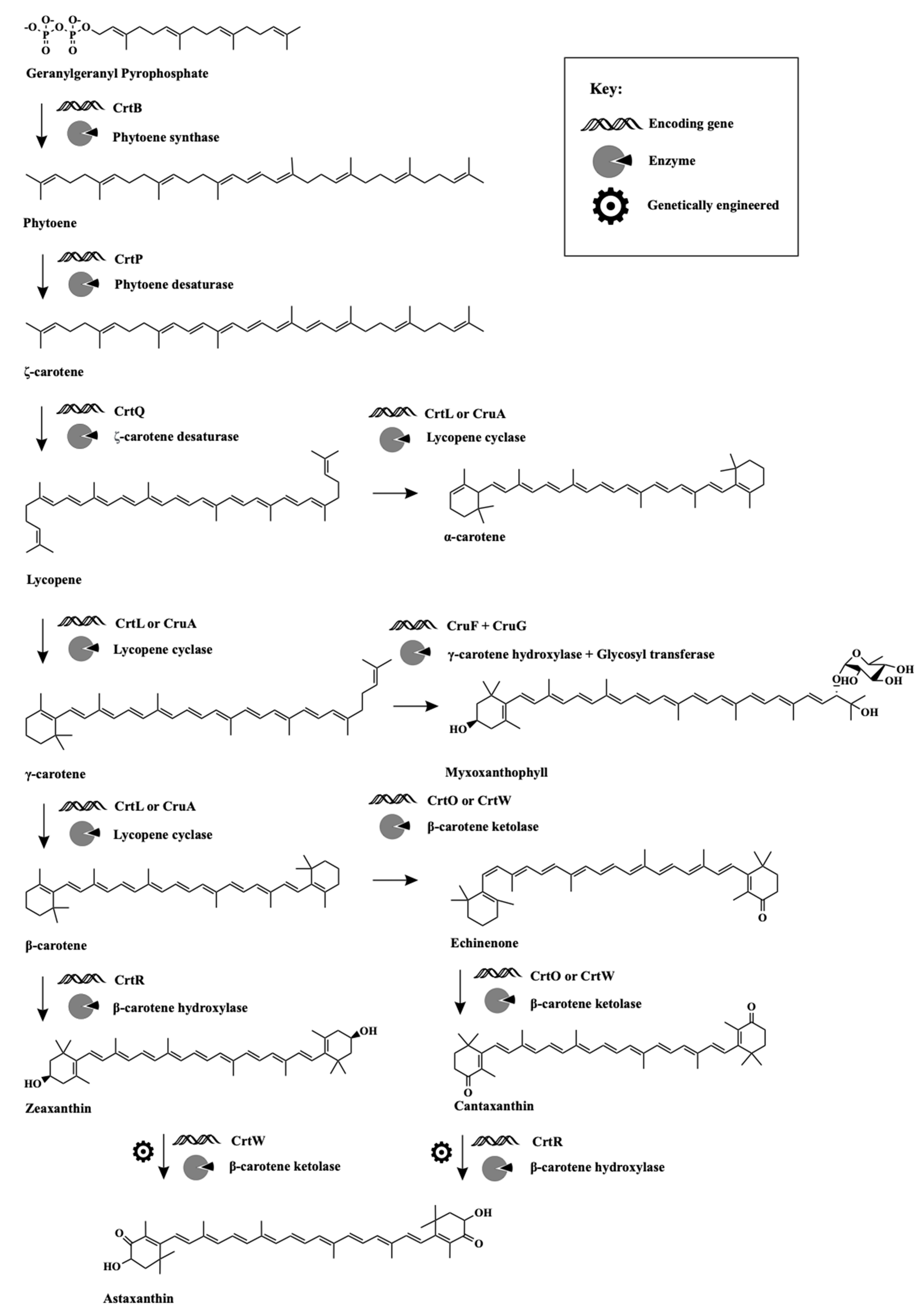 Biomolecules 11 00735 g001 Biomolecules 11 00735 g001