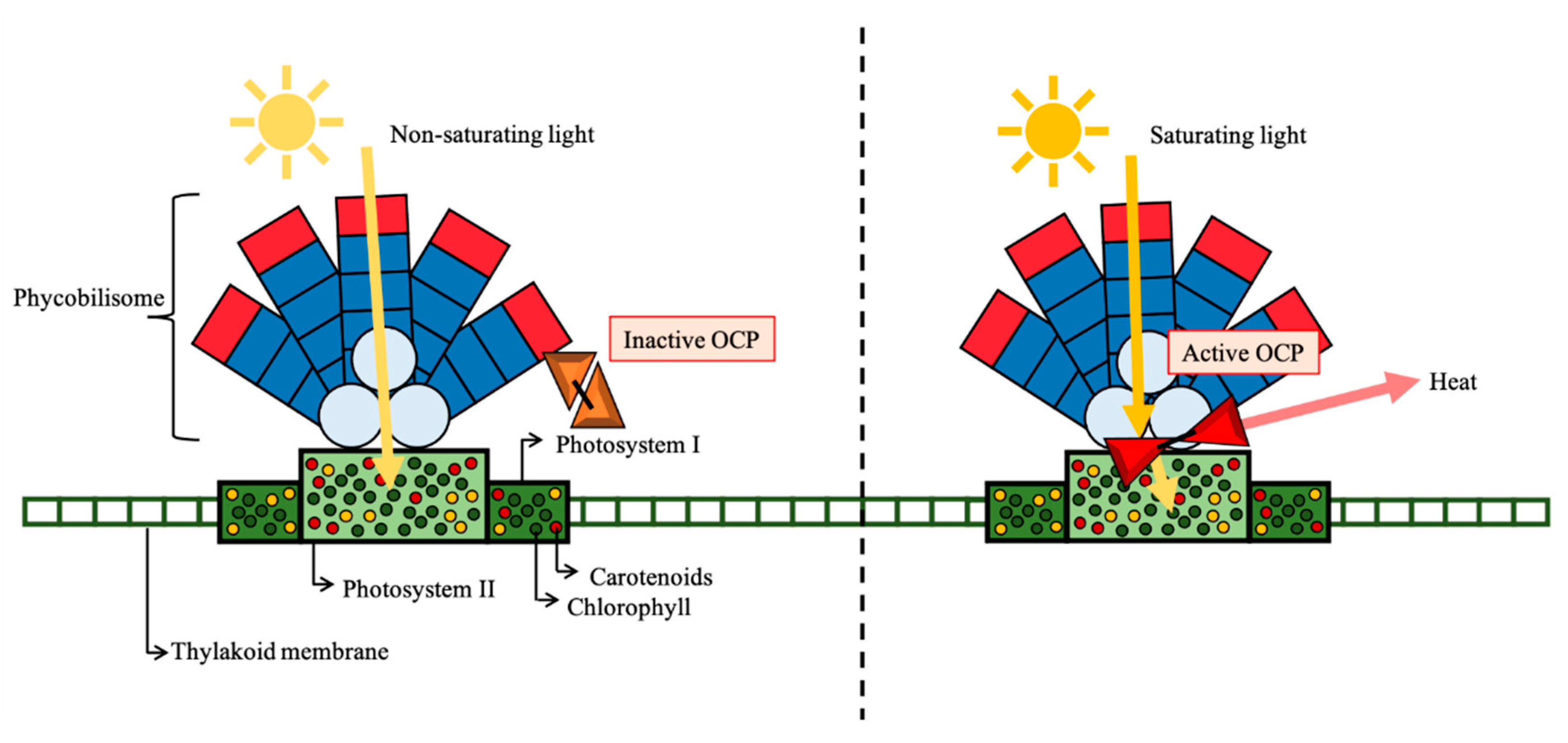 Biomolecules 11 00735 g002 Biomolecules 11 00735 g002