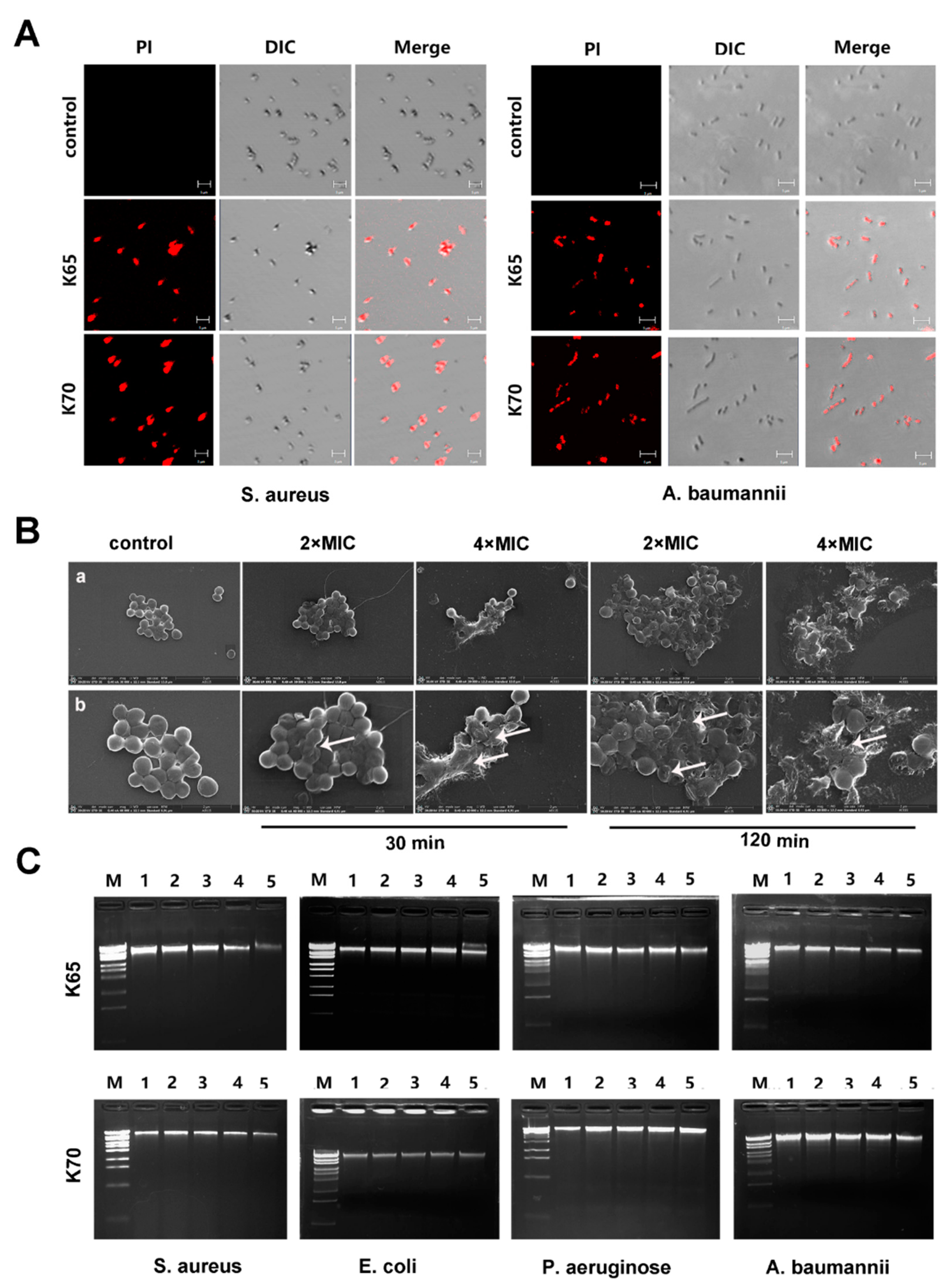 Biomolecules 11 00761 g009 Biomolecules 11 00761 g009