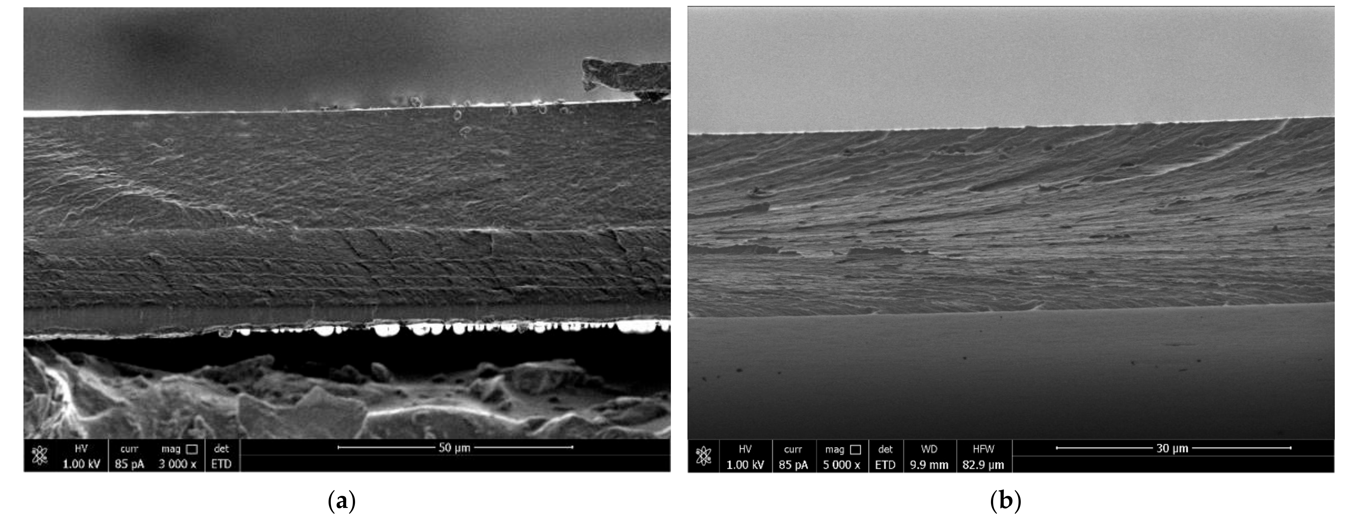 Biomolecules 11 00762 g004 Biomolecules 11 00762 g004