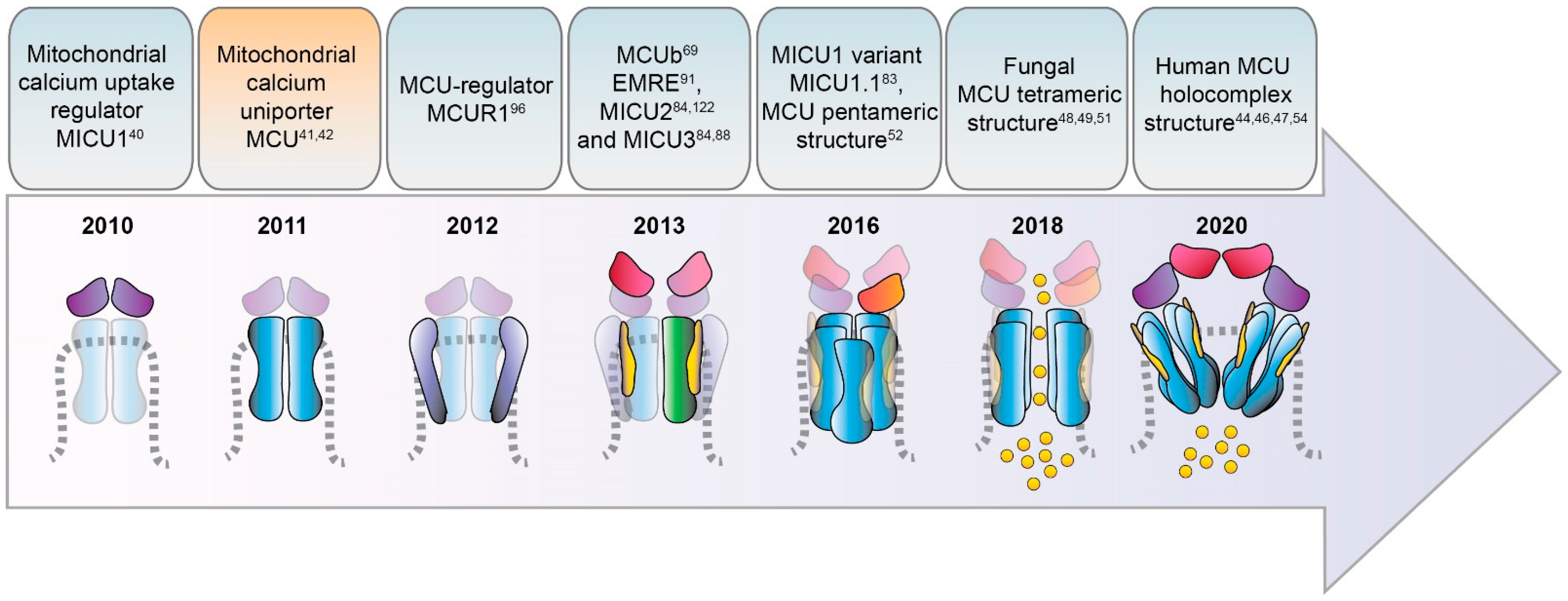 Biomolecules | Free Full-Text | From the Identification to the Dissection  of the Physiological Role of the Mitochondrial Calcium Uniporter: An  Ongoing Story