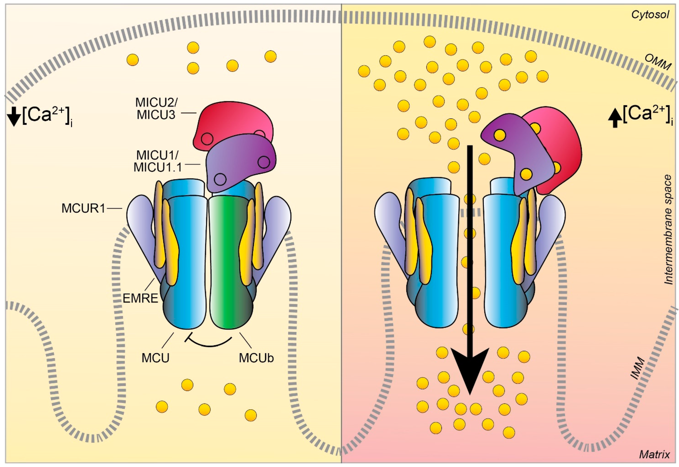 Biomolecules 11 00786 g003