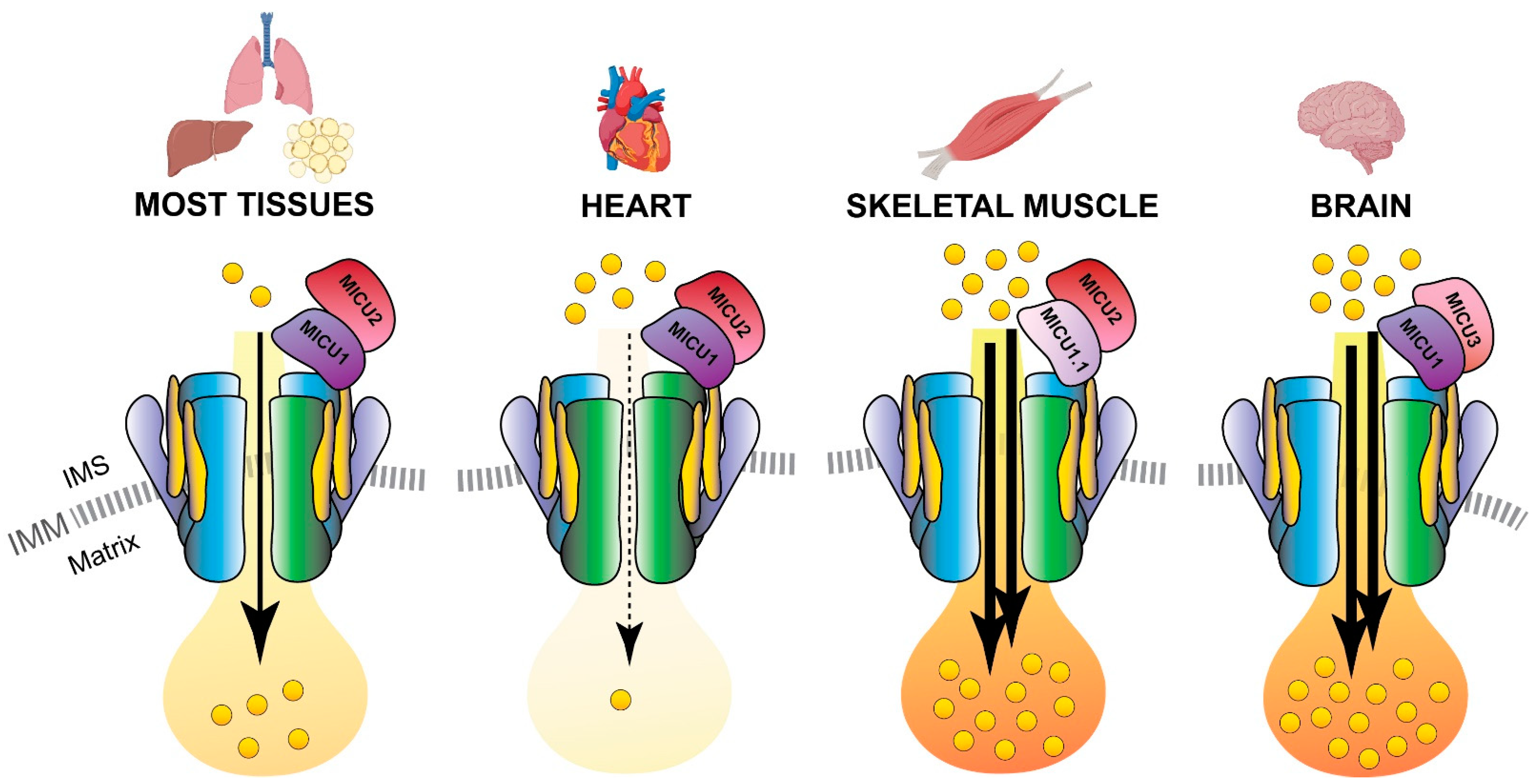 Biomolecules 11 00786 g004