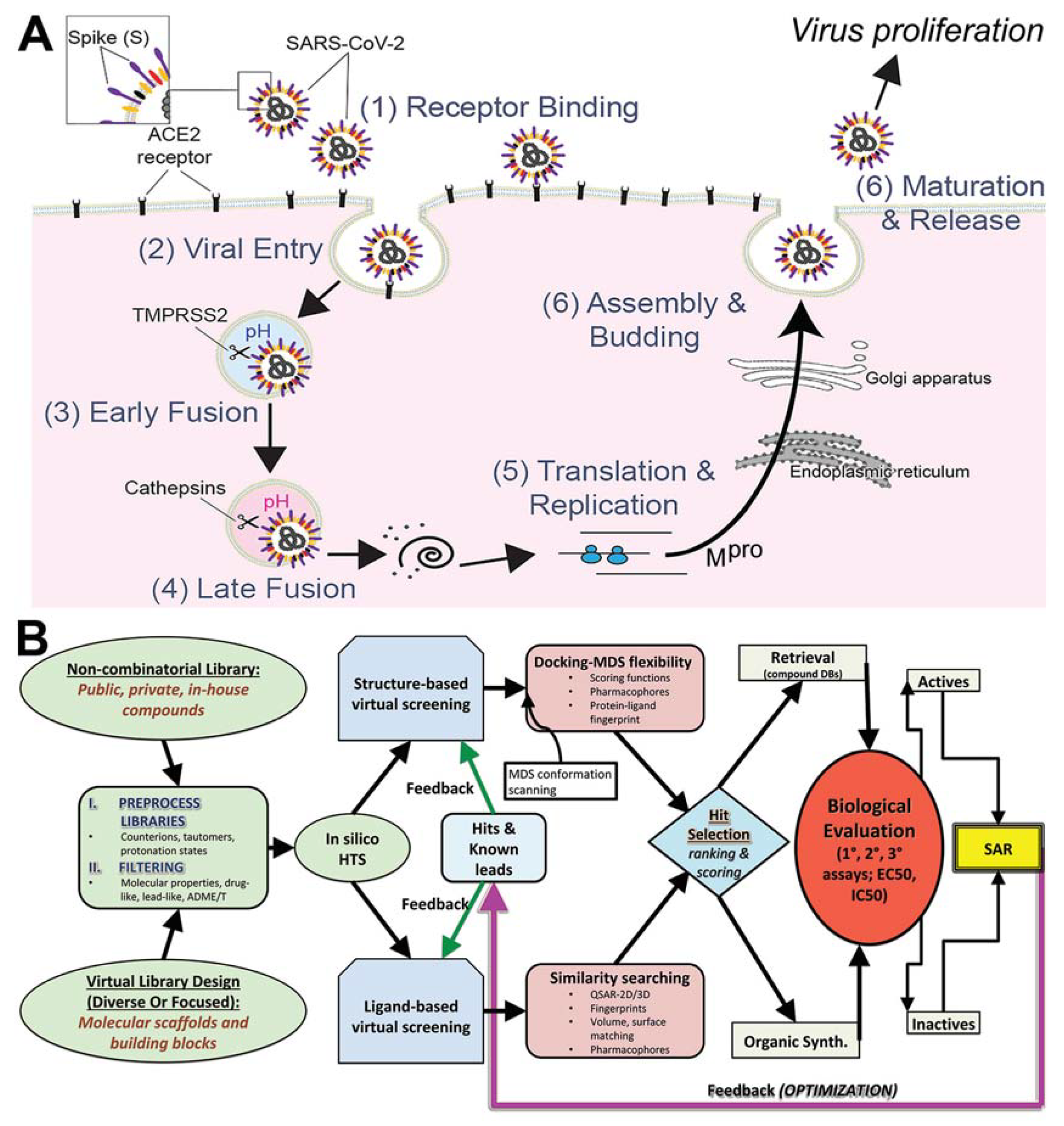 Biomolecules | Free Full-Text | Attacking COVID-19 Progression Using  Multi-Drug Therapy for Synergetic Target Engagement
