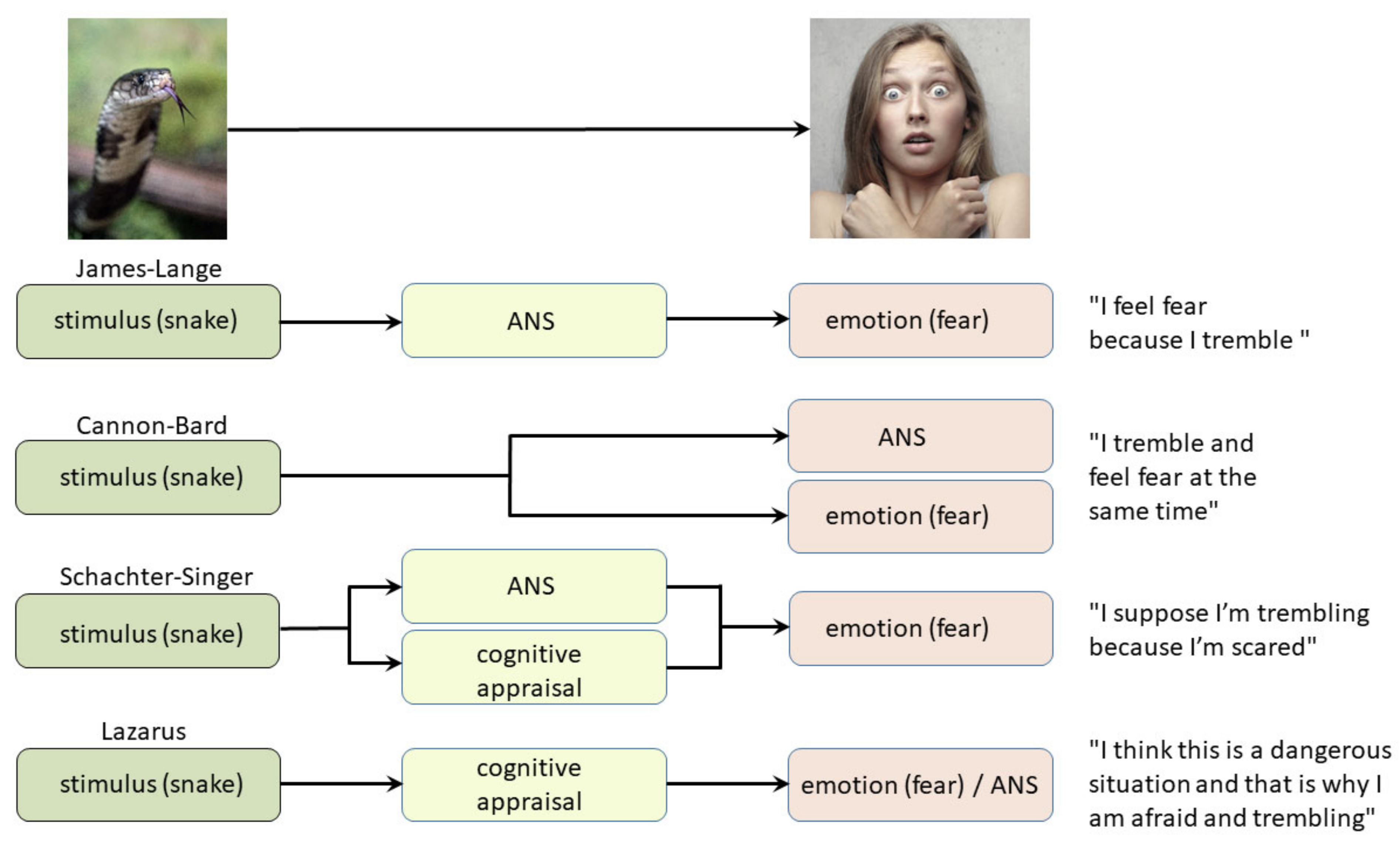Biomolecules | Free Full-Text | Understanding Emotions: Origins and Roles  of the Amygdala | HTML